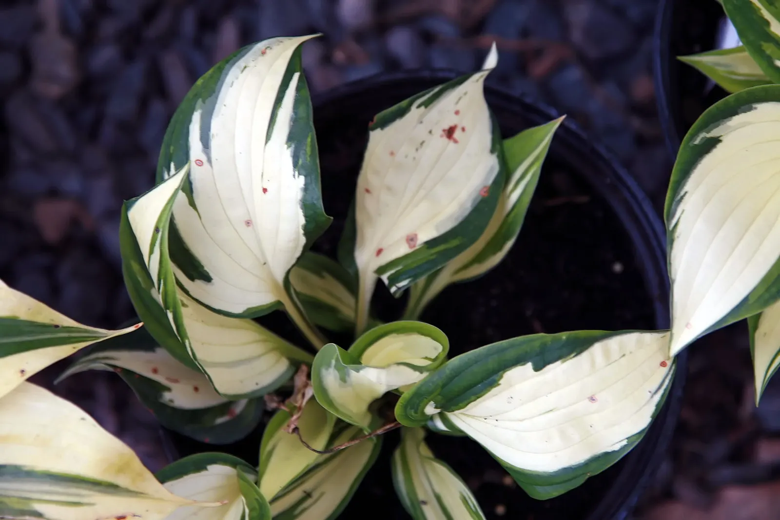 Loyalist Hosta (Hosta 'Loyalist') — It boasts creamy-white leaves with contrasting dark green margins