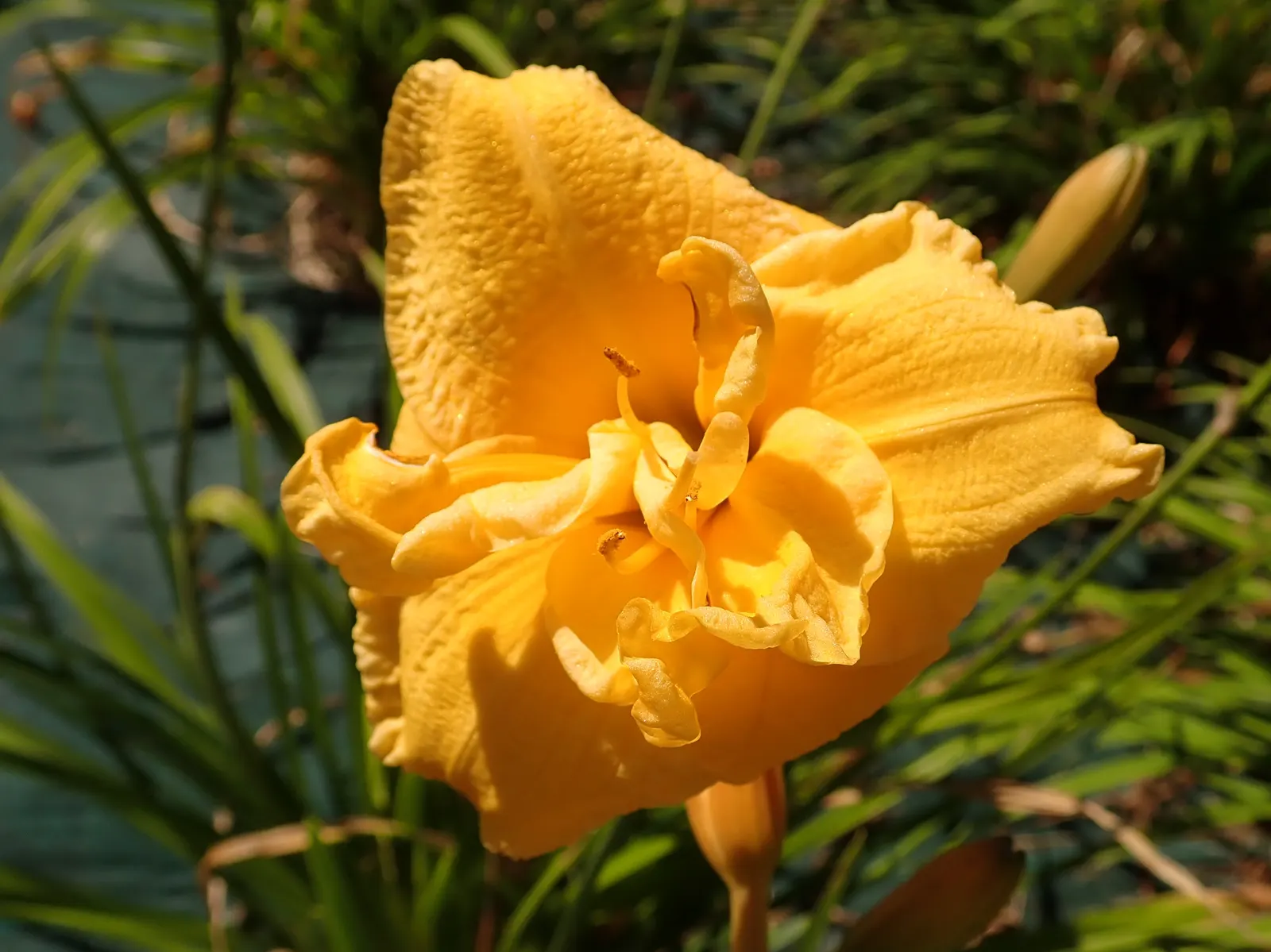 Pojo Daylily (Hemerocallis 'Pojo') — commonly known as Pojo Daylily