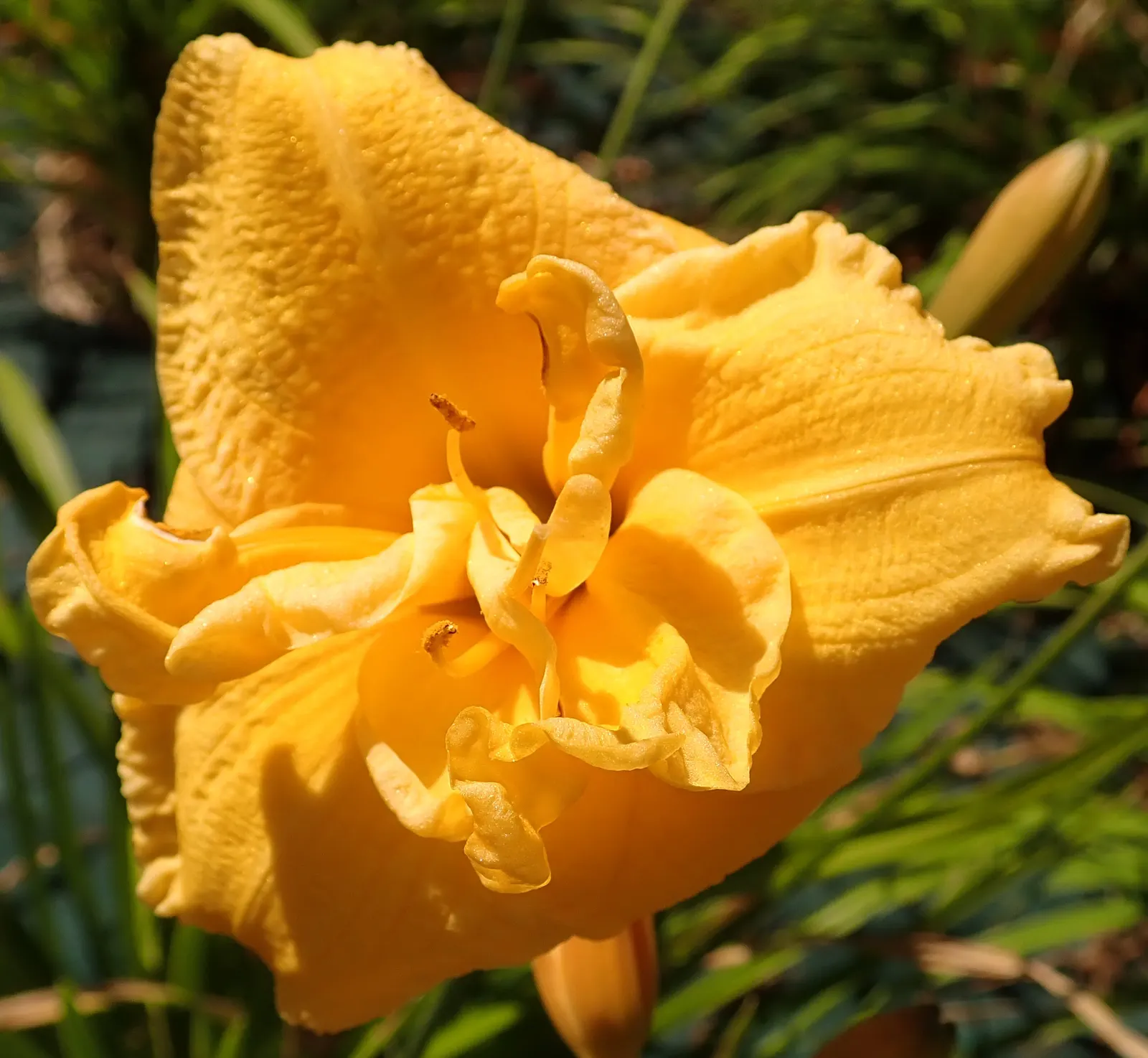 Pojo Daylily (Hemerocallis 'Pojo') — Blossoms span up to 4 inches across and feature ruffled edges and contrasting yellow throats