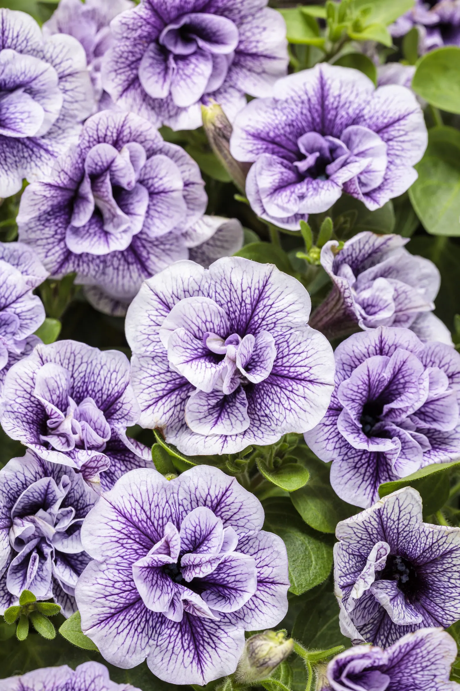 Priscilla® III Petunia — The Petunia 'Priscilla® III'
