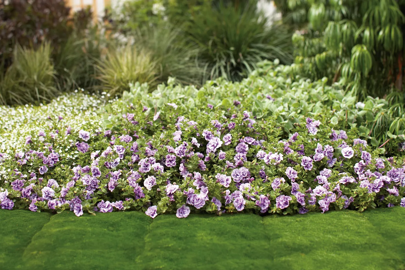 Priscilla® III Petunia — Hardy in USDA Zones 10-11
