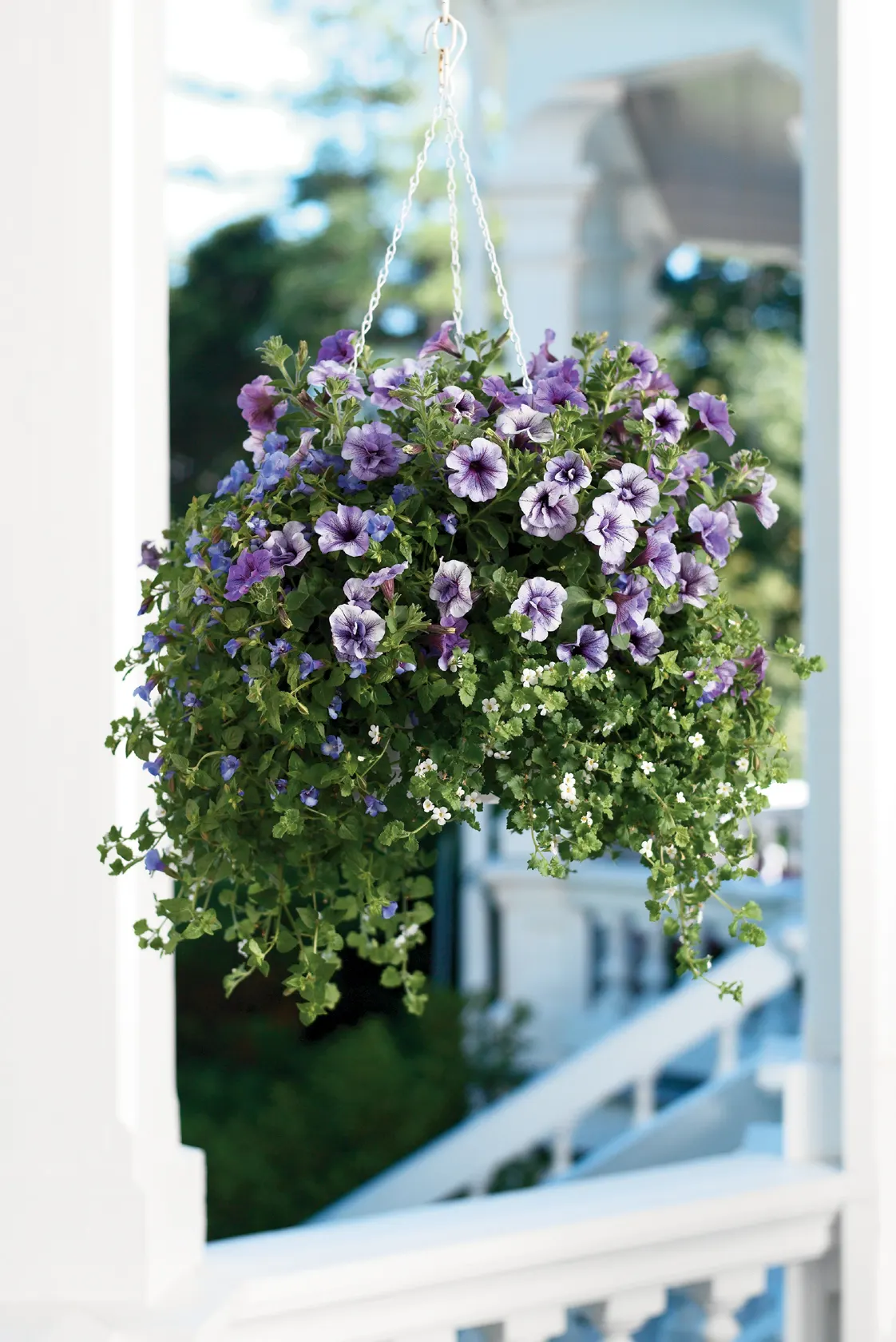 Priscilla® III Petunia — Best in part sun to sun with average