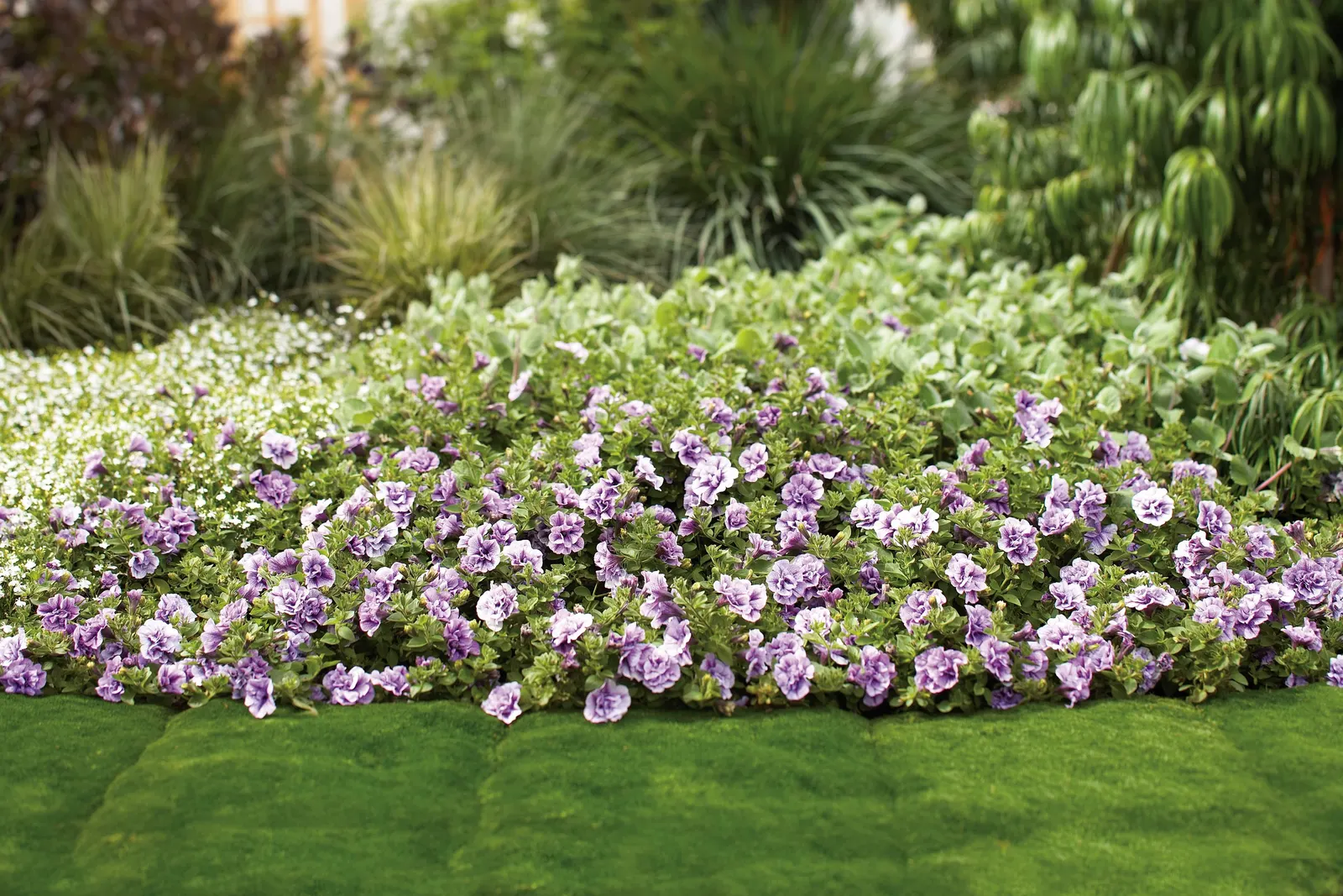 Priscilla® III Petunia — It grows 6-12 inches tall and spreads 18-24 inches, spilling softly from containers or edging