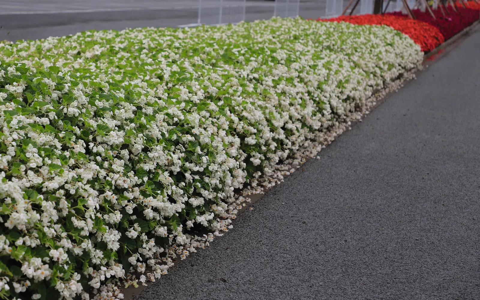 White Begonia (Begonia benariensis) — Hardy in USDA Zones 10-11