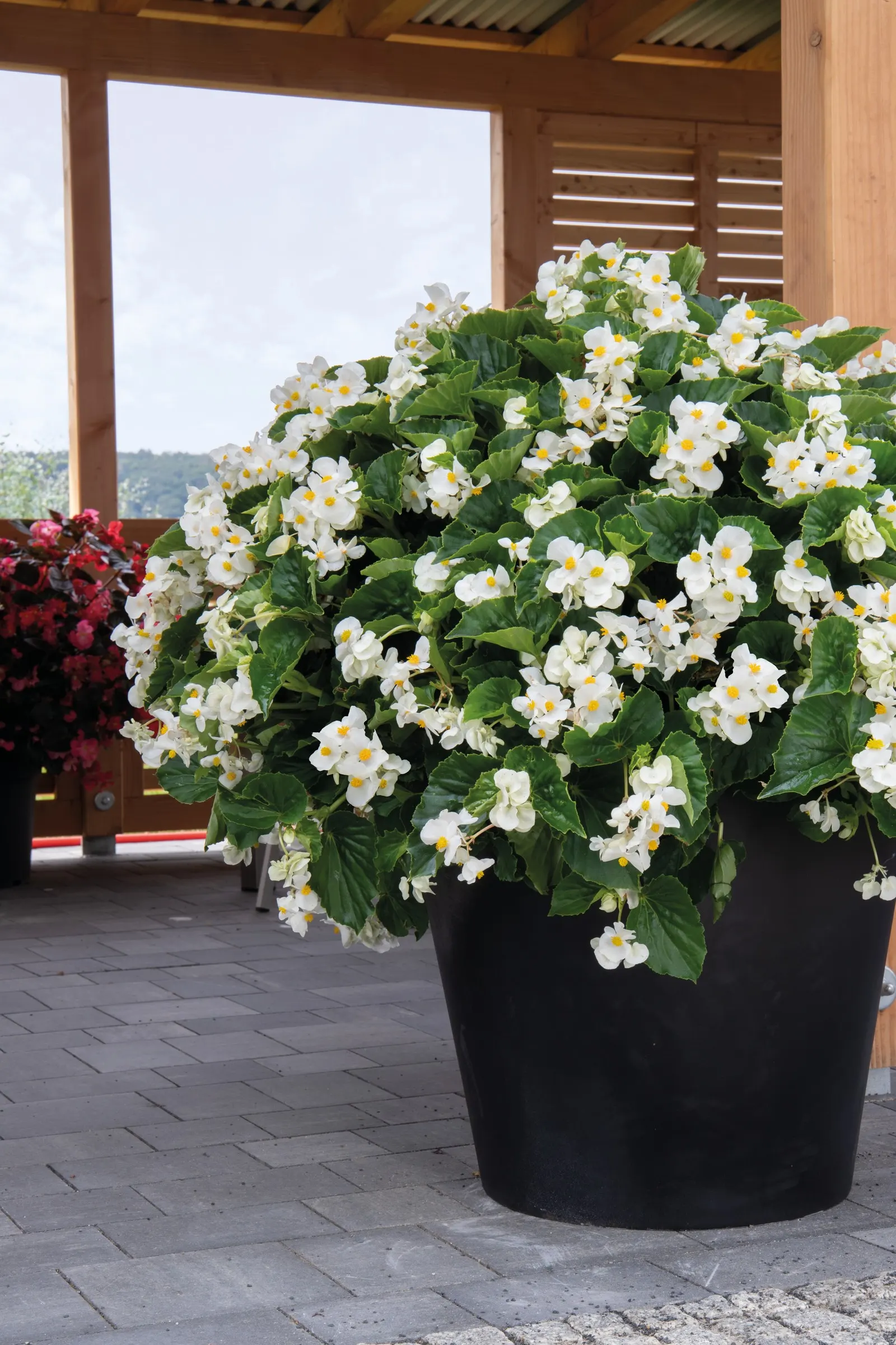 White Begonia (Begonia benariensis) — it grows in sun or shade with average