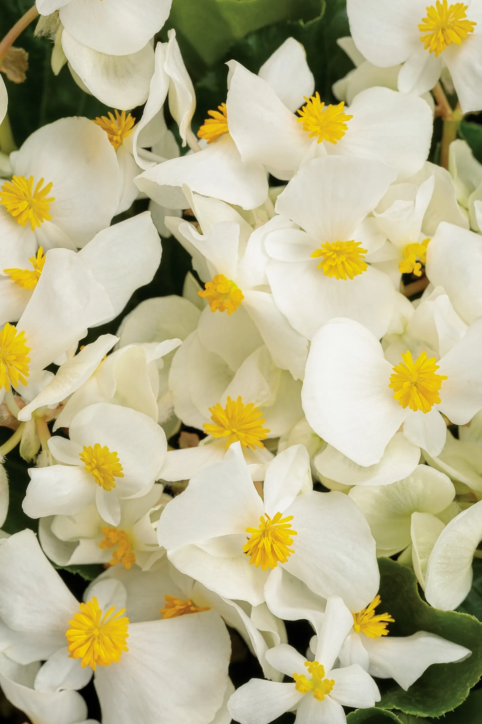 White Begonia (Begonia benariensis) — is a luminous annual with crisp; polished brightness to the garden