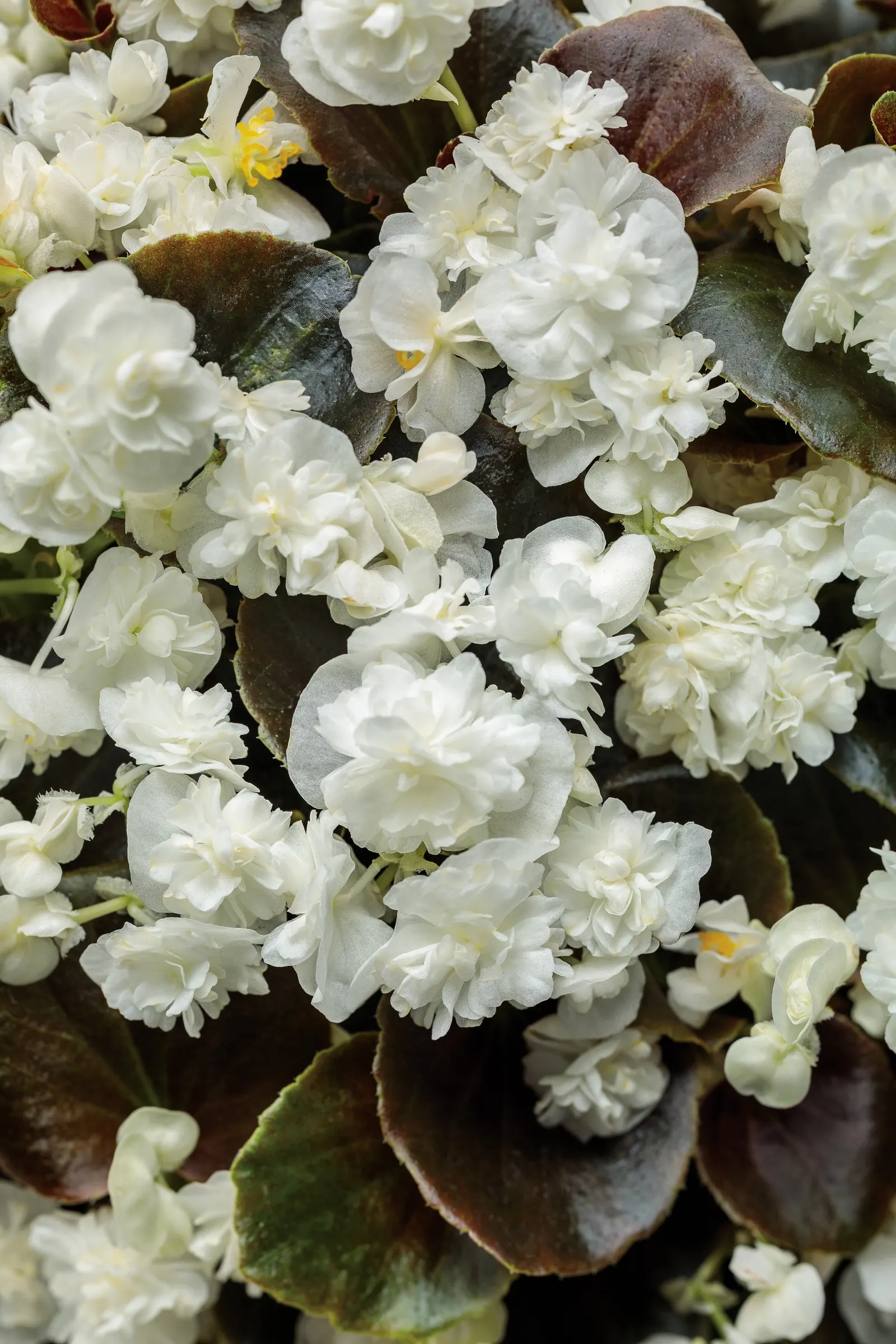 White Begonia (Begonia benariensis) — commonly referred to as White Begonia; it grows in sun or shade with average