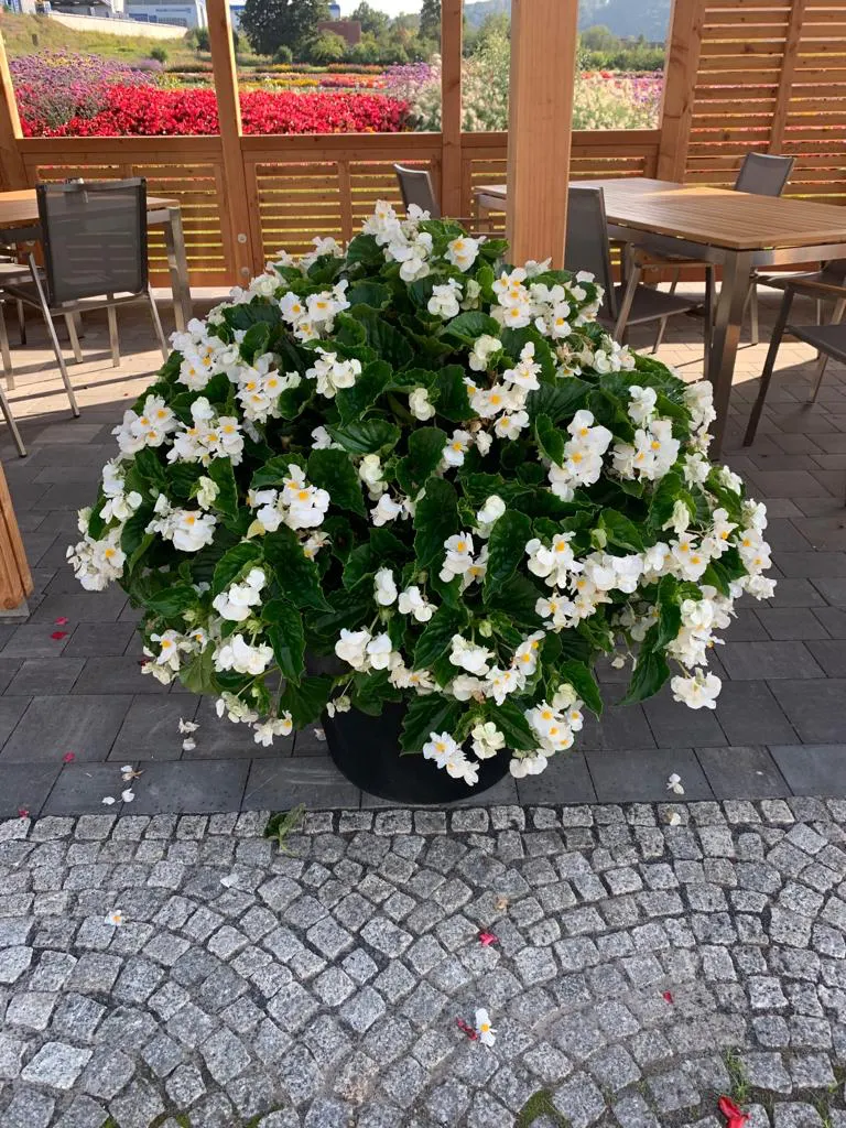 White Begonia (Begonia benariensis) — giving the plant a refined