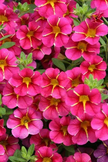Cherry Star Calibrachoa — While not a necessary step, it will increase branching and may help your plants look even fuller