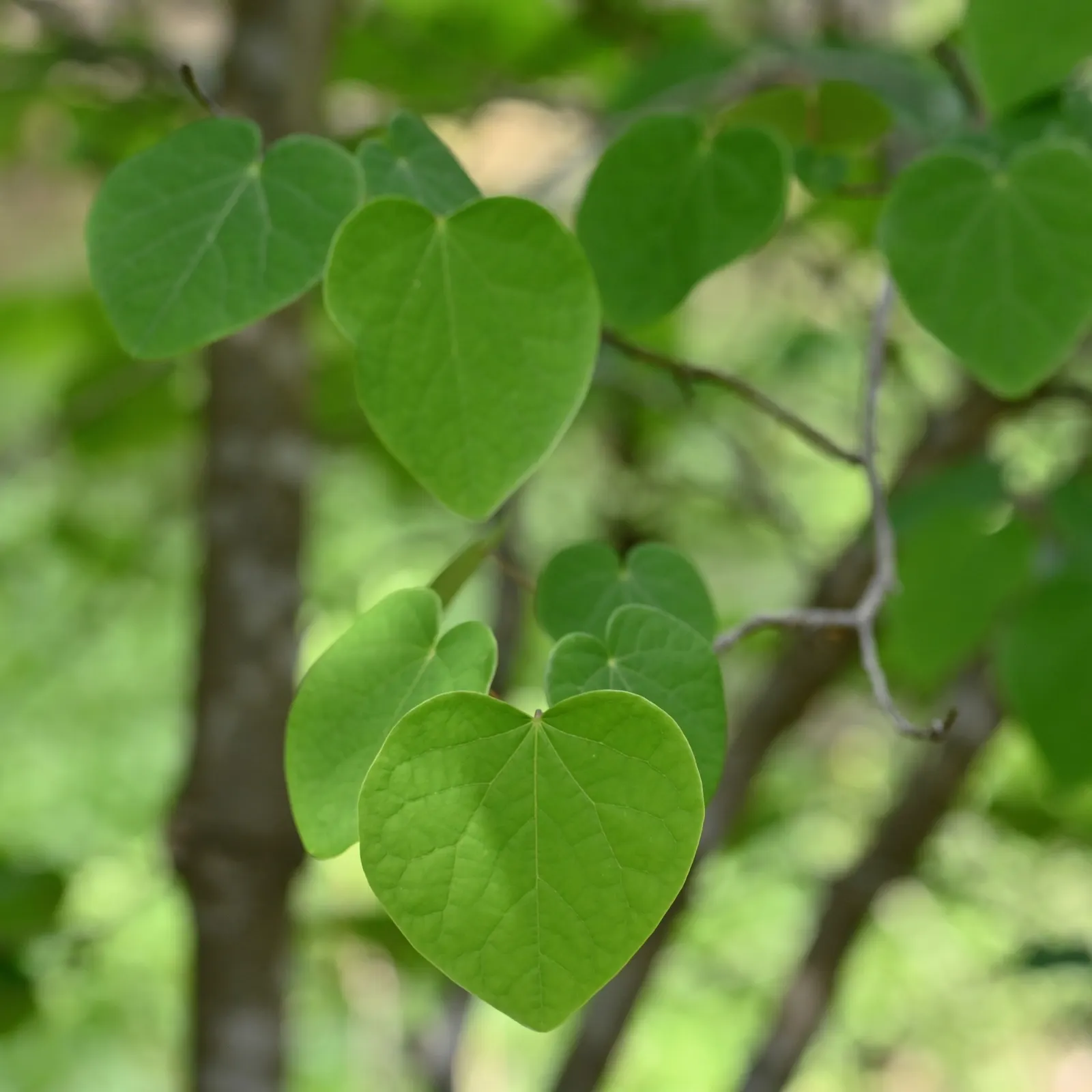 Redbud Hazel (Disanthus Cercidifolius) — the foliage puts on a spectacular show; it requires well-drained, humus-rich soil with a slightly acidic to neutral pH