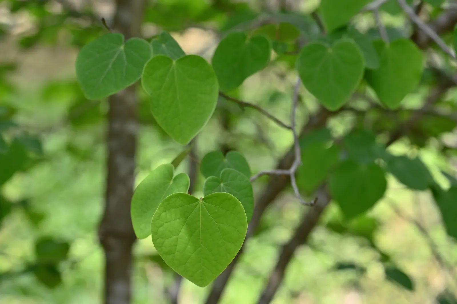 Redbud Hazel (Disanthus Cercidifolius) — rounded habit typically reaching heights and spreads of 6 to 10 feet; shrub with yellow blooms