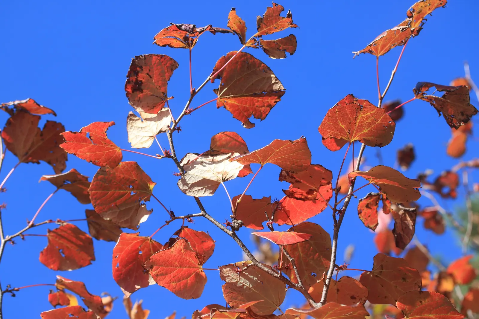 Redbud Hazel (Disanthus Cercidifolius) — transforming into a vibrant tapestry of reds; shrub for full or half