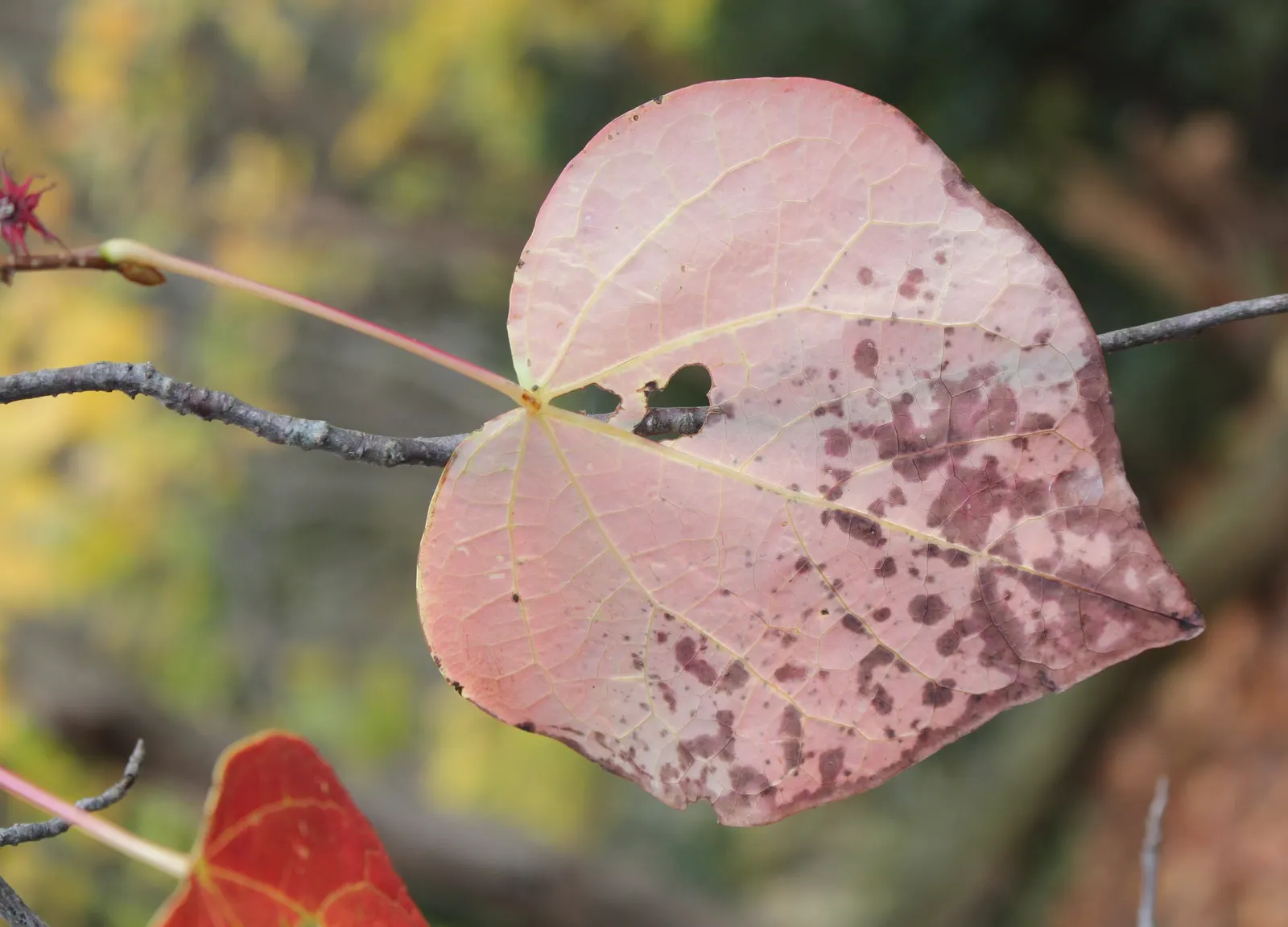 Redbud Hazel (Disanthus Cercidifolius) — inconspicuous purplish flowers in the fall