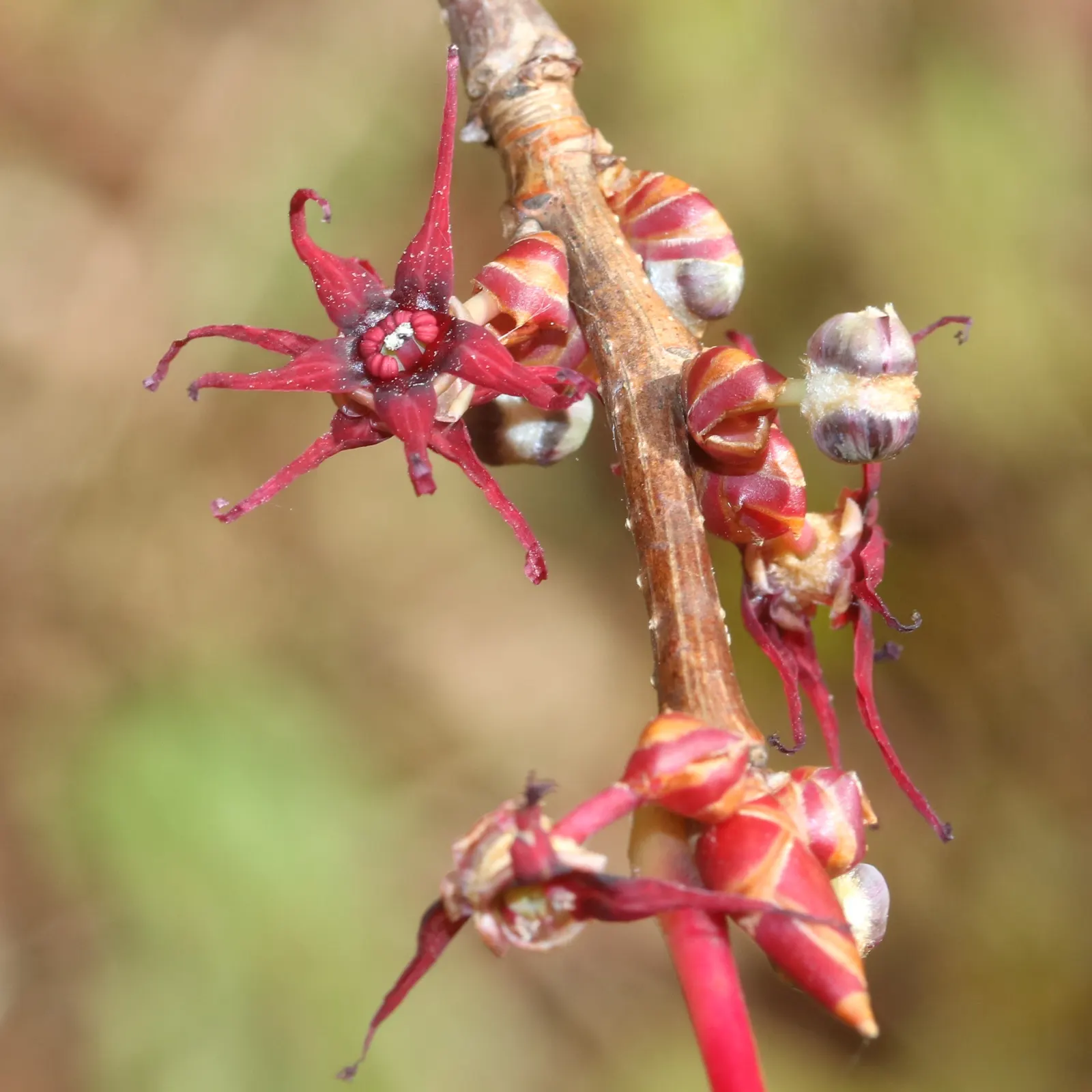 Redbud Hazel (Disanthus Cercidifolius) — This underutilized specimen adds a distinctive touch to woodland gardens or mixed borders; yellow flowers in the garden