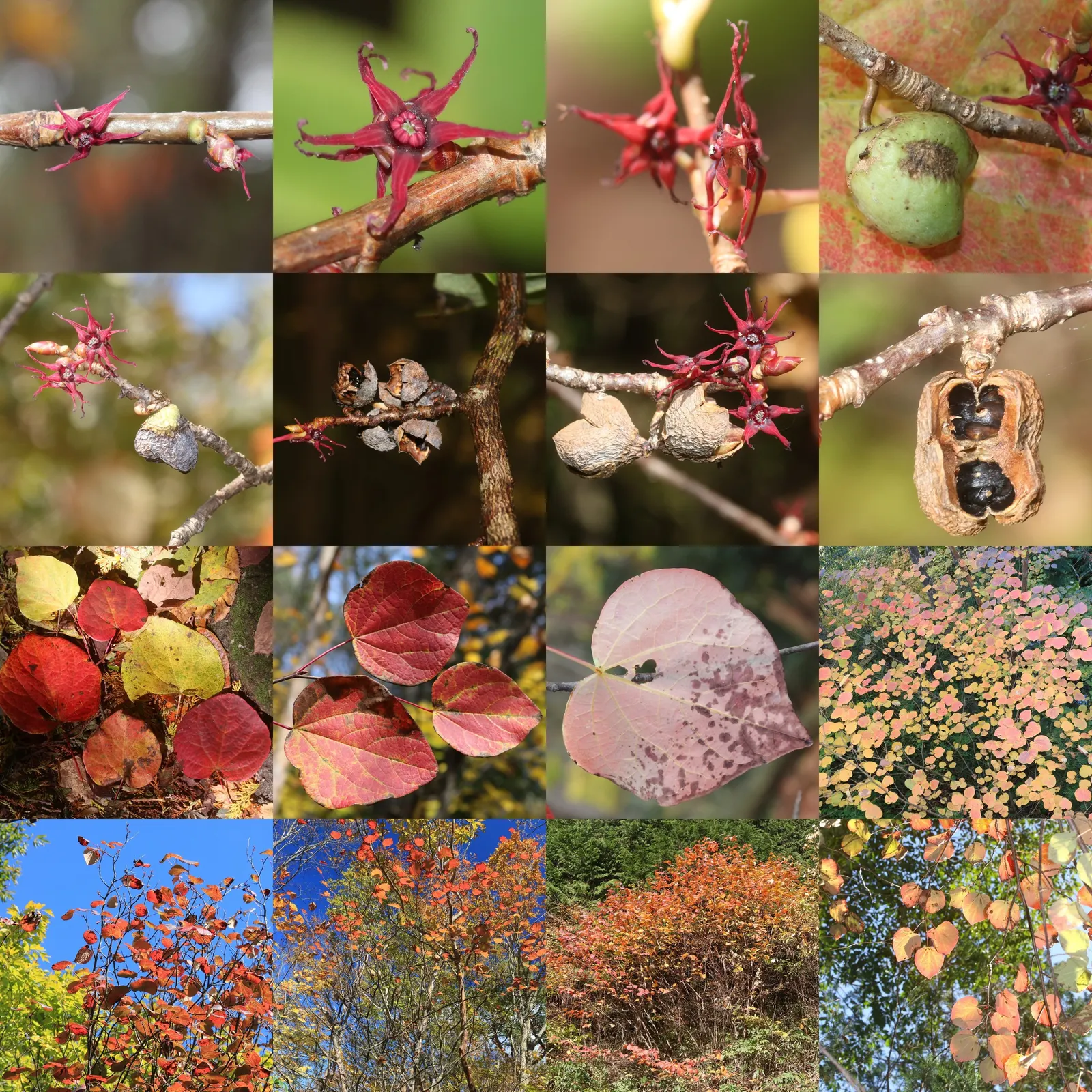 Redbud Hazel (Disanthus Cercidifolius) — and oranges - a highly coveted feature for creating autumnal interest.<br><br>In addition to its foliage