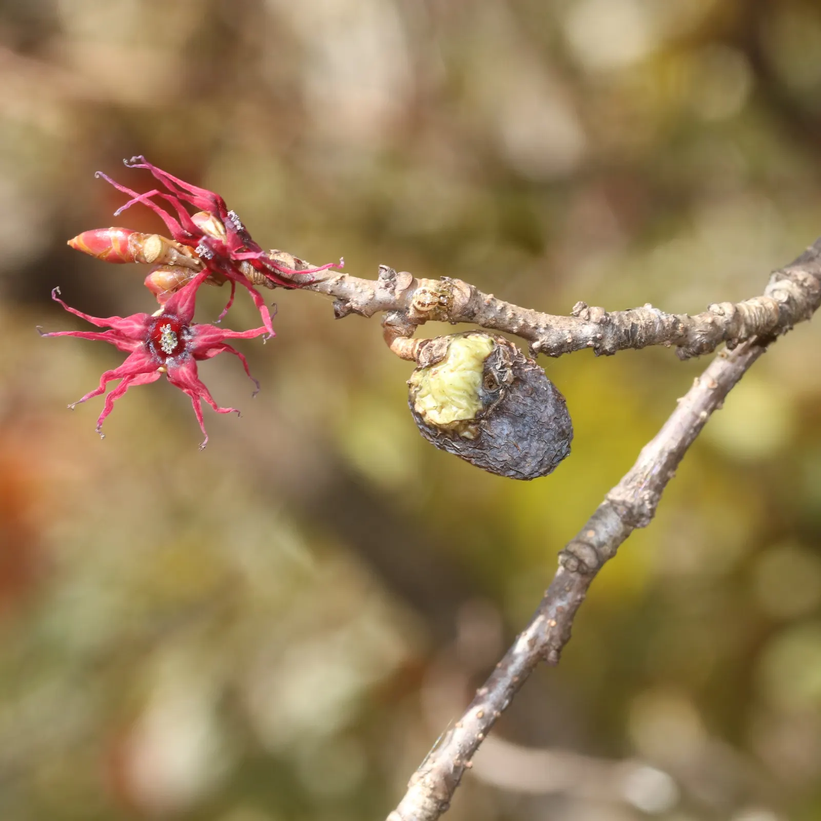 Redbud Hazel (Disanthus Cercidifolius) — into a landscape will add year-round interest with its captivating seasonal changes and nuanced beauty; transforming