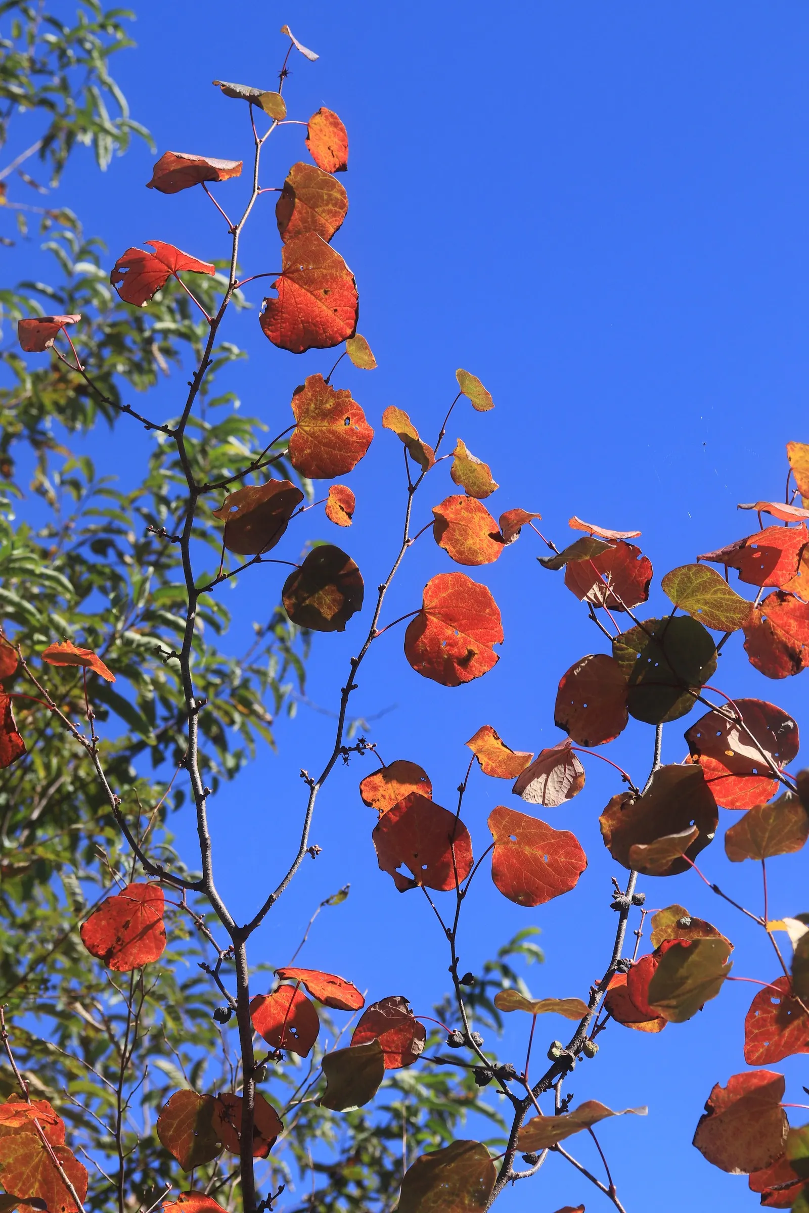 Redbud Hazel (Disanthus Cercidifolius) — It flourishes in partial shade, preferring moist, well-drained soil