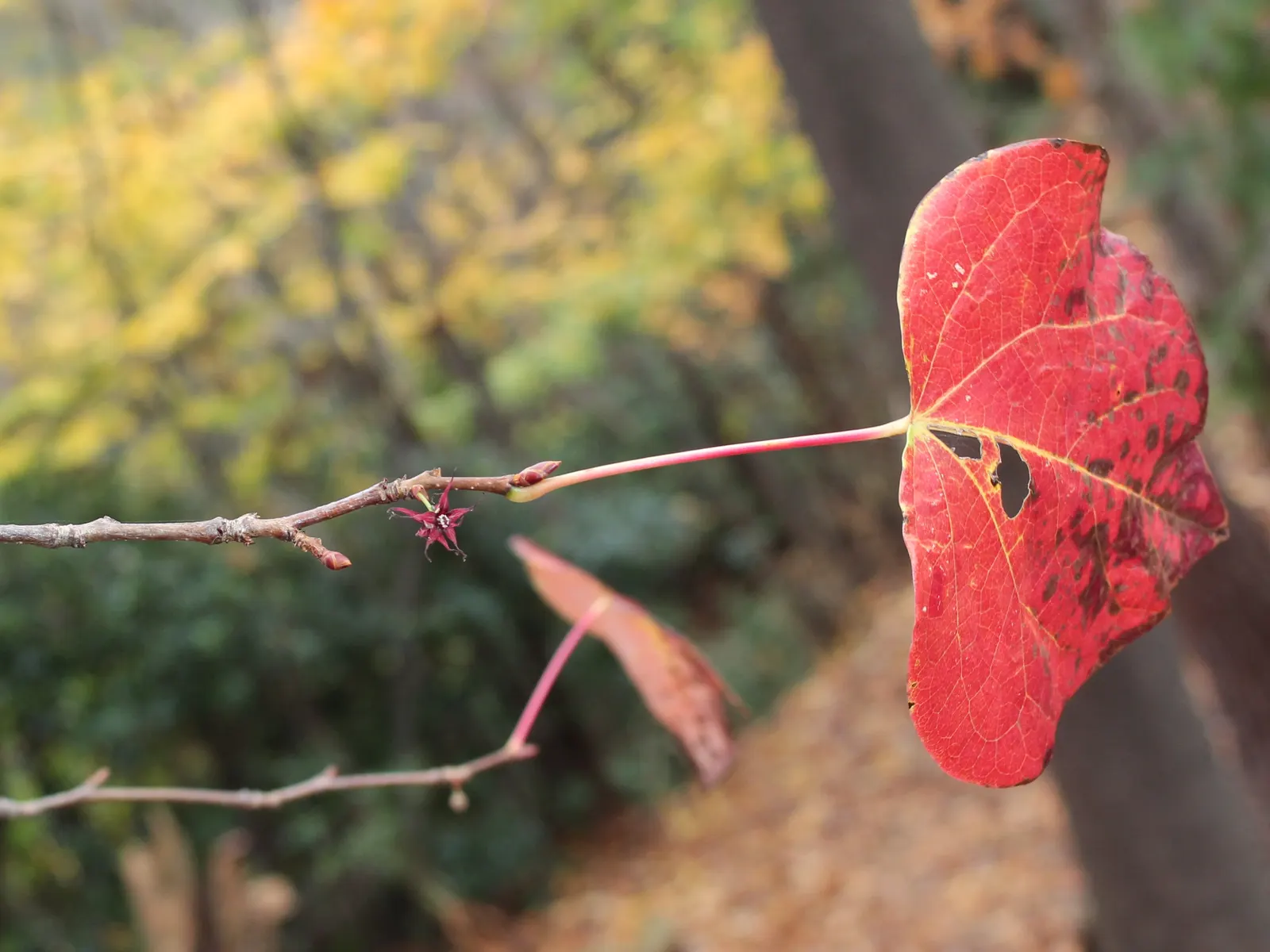 Redbud Hazel (Disanthus Cercidifolius) — and oranges - a highly coveted feature for creating autumnal interest.<br><br>In addition to its foliage; these leaves