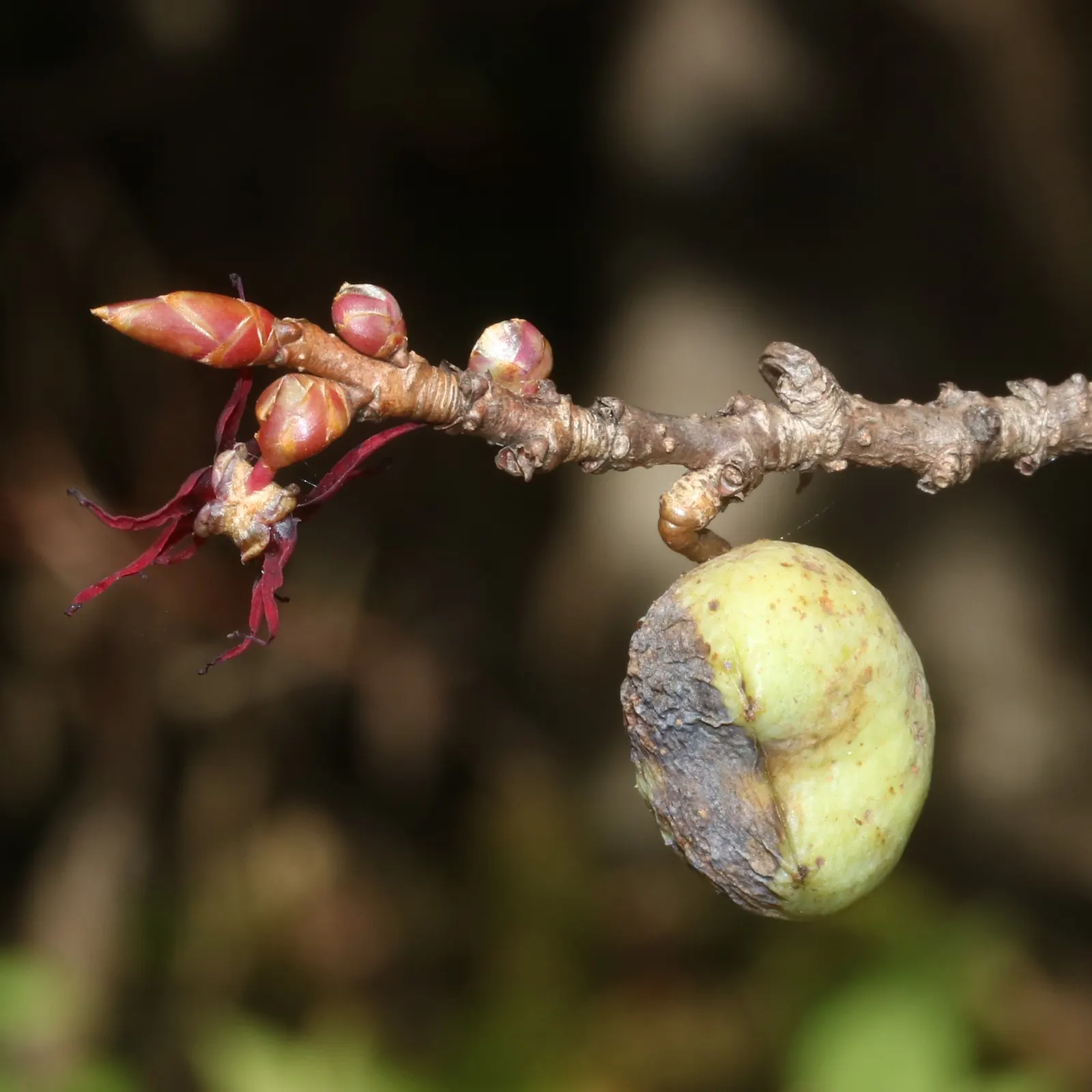Redbud Hazel (Disanthus Cercidifolius) — It flourishes in partial shade, preferring moist, well-drained soil; commonly referred to as the Redbud Hazel