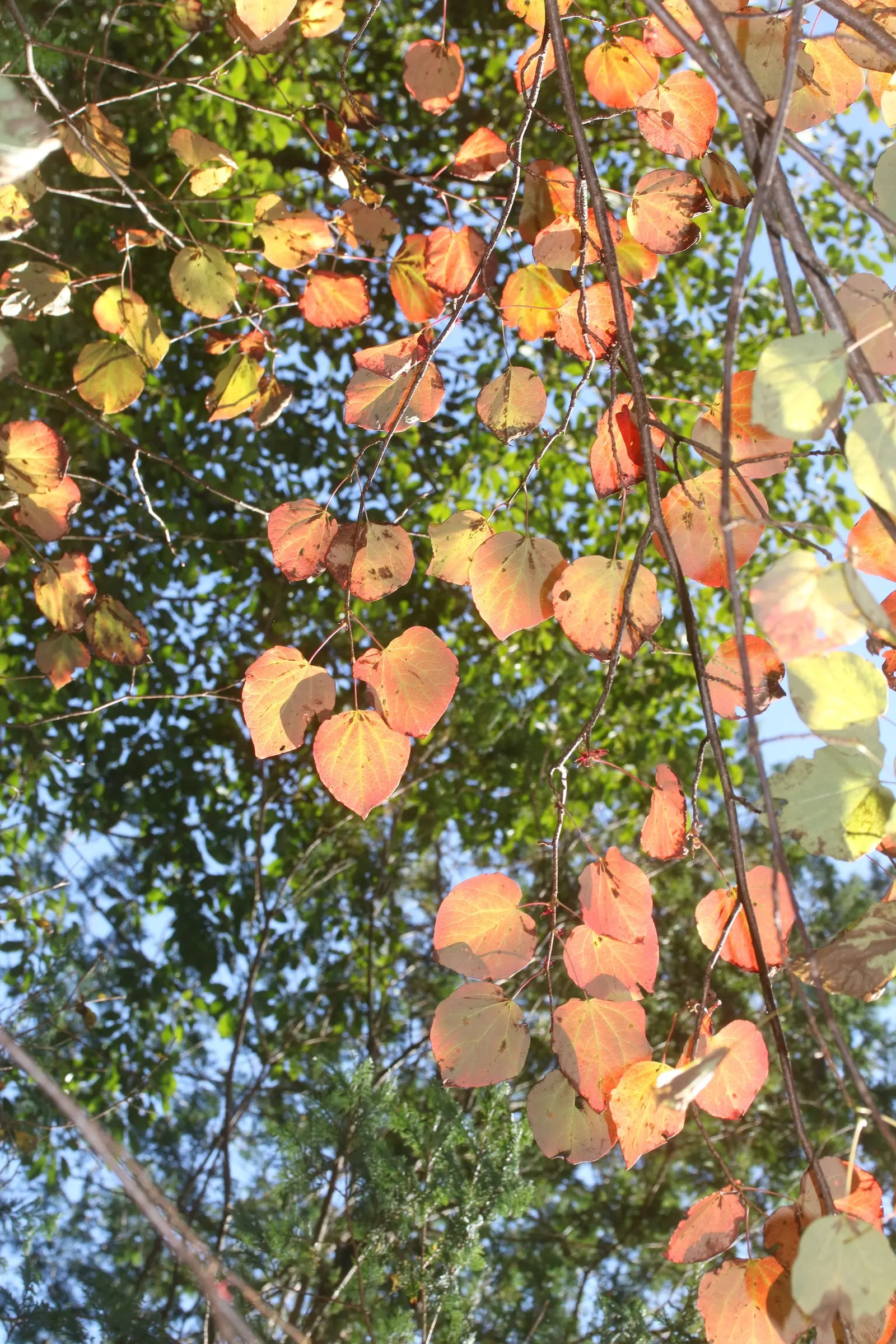 Redbud Hazel (Disanthus Cercidifolius) — This underutilized specimen adds a distinctive touch to woodland gardens or mixed borders
