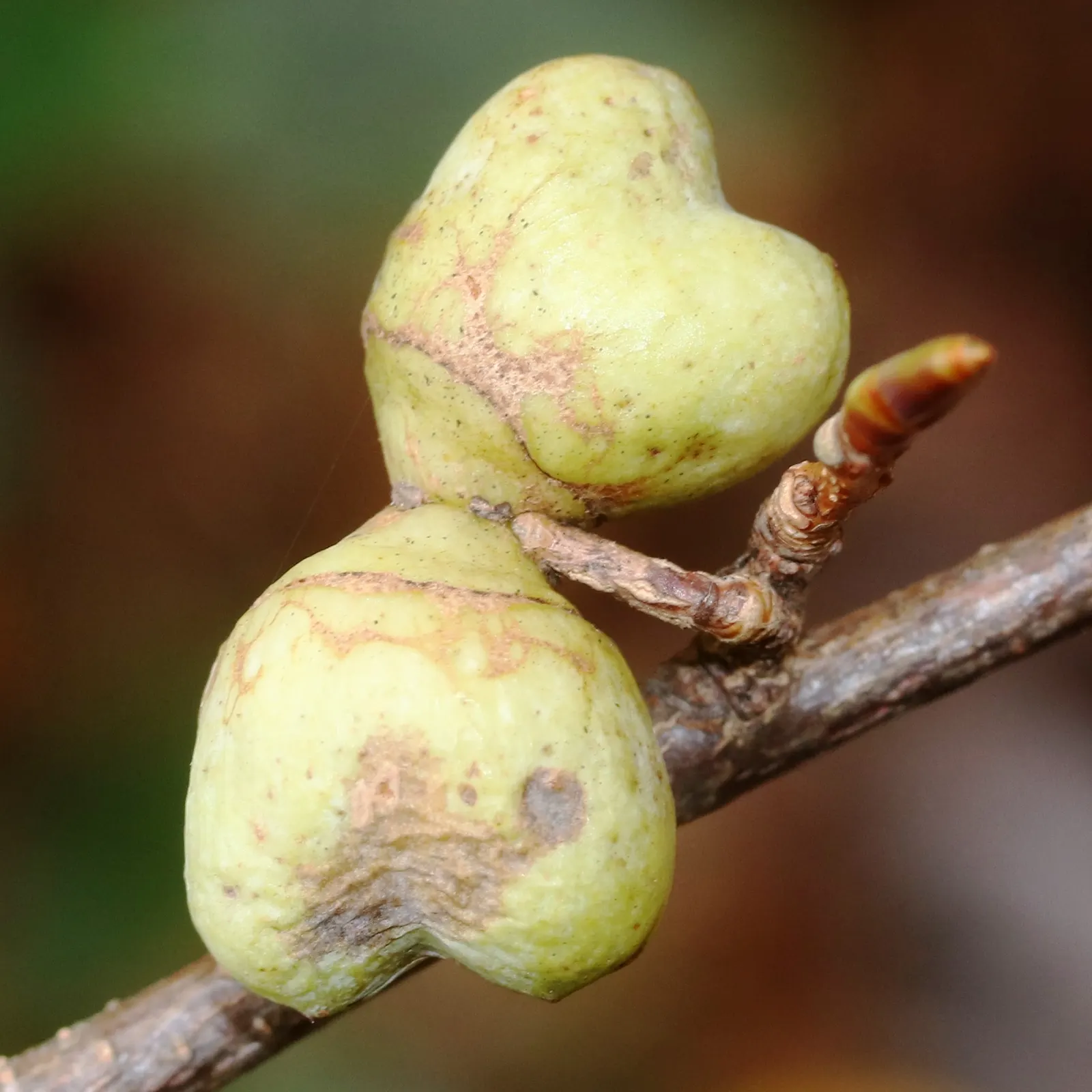 Redbud Hazel (Disanthus Cercidifolius) — It requires well-drained, humus-rich soil with a slightly acidic to neutral pH