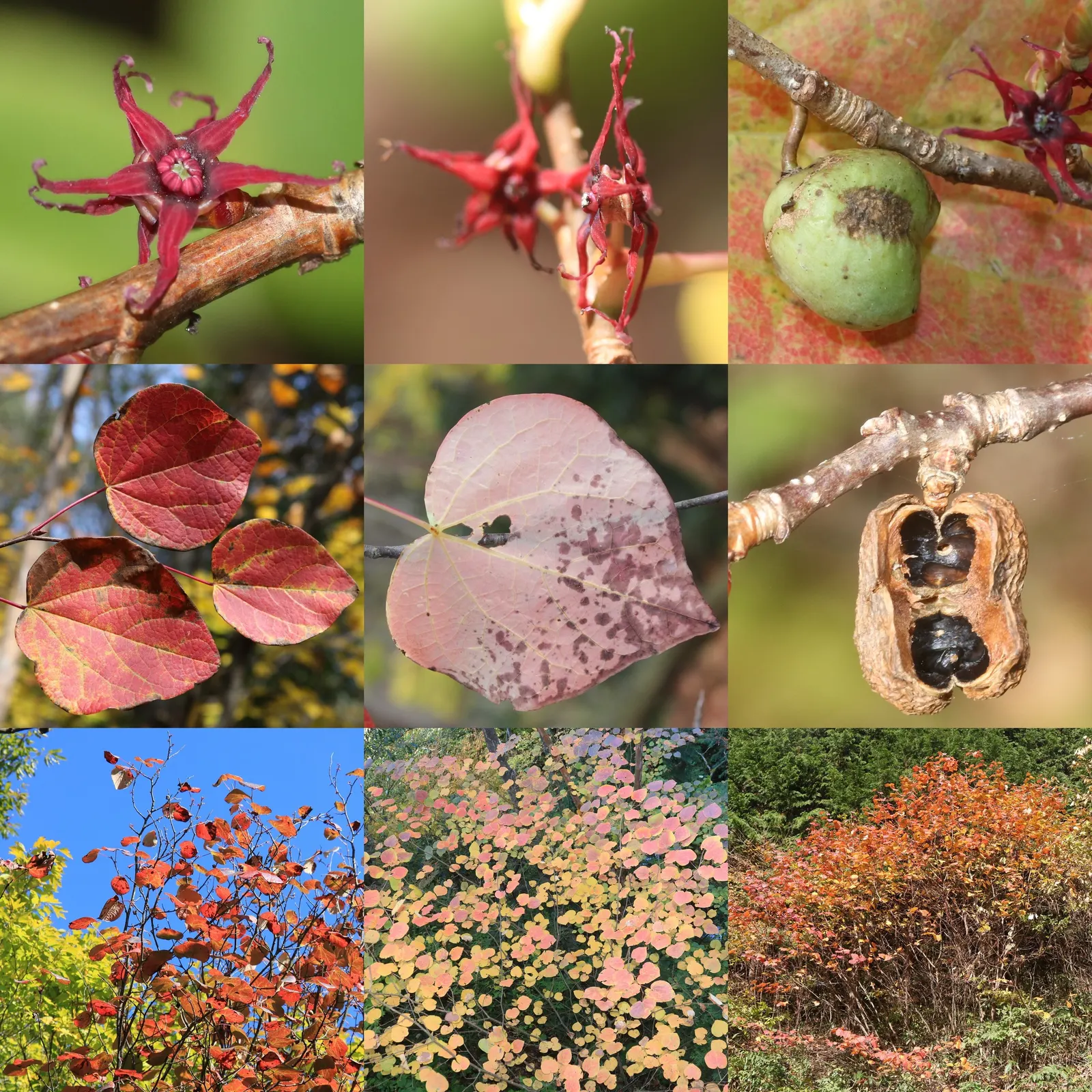 Redbud Hazel (Disanthus Cercidifolius) — shrub for full or half