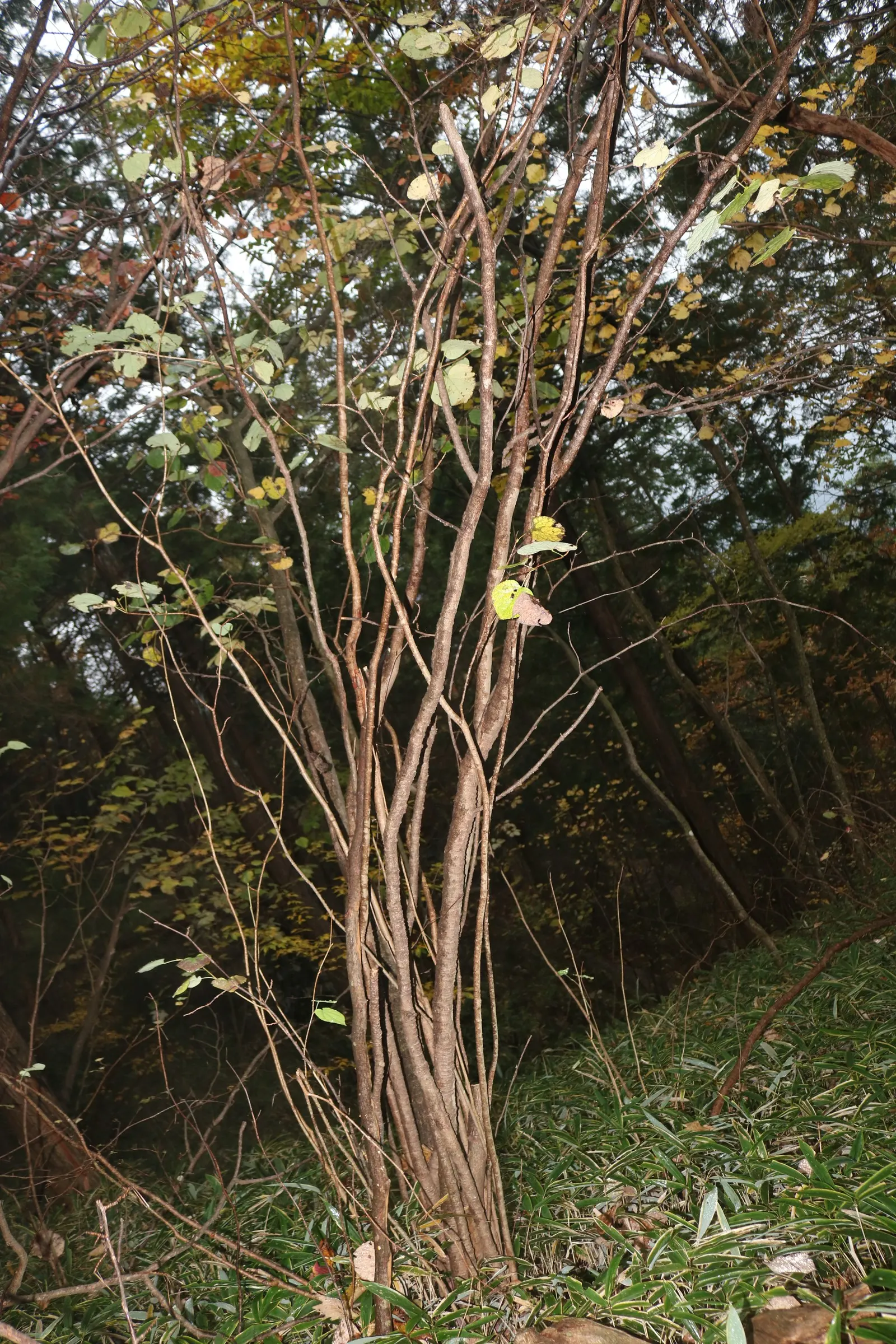 Redbud Hazel (Disanthus Cercidifolius) — into a landscape will add year-round interest with its captivating seasonal changes and nuanced beauty