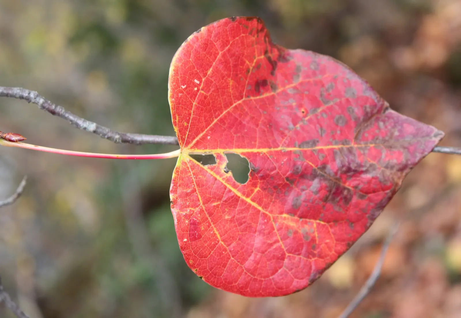 Redbud Hazel (Disanthus Cercidifolius) — contribute to its overall charm