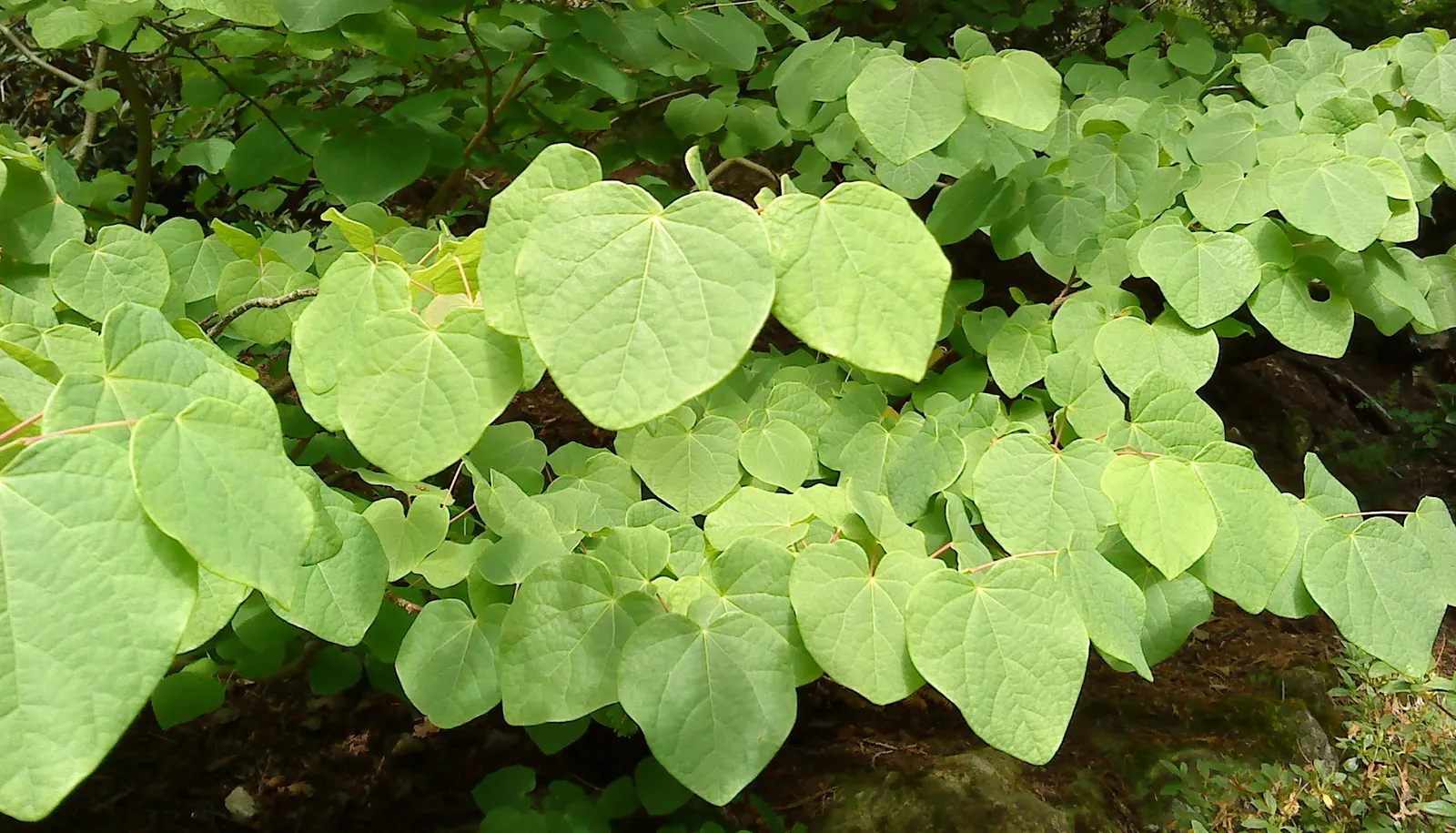 Redbud Hazel (Disanthus Cercidifolius) — the foliage puts on a spectacular show