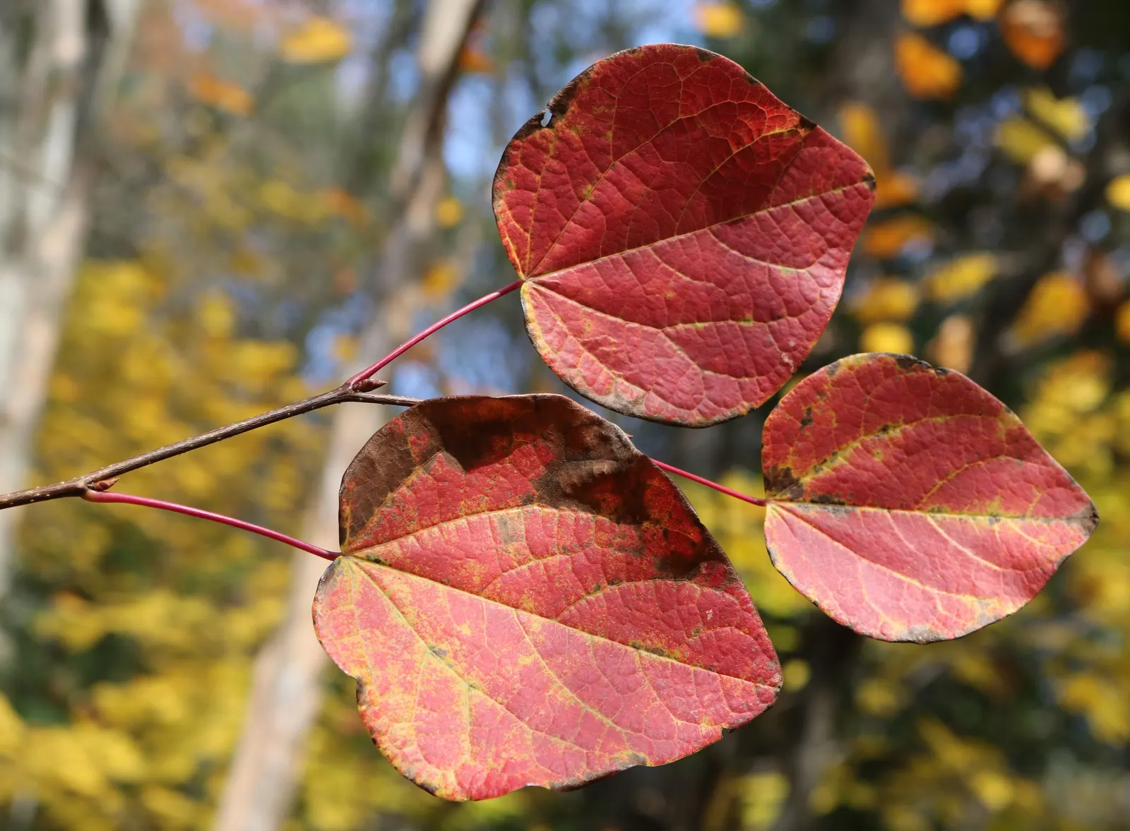 Redbud Hazel (Disanthus Cercidifolius) — rounded habit typically reaching heights and spreads of 6 to 10 feet
