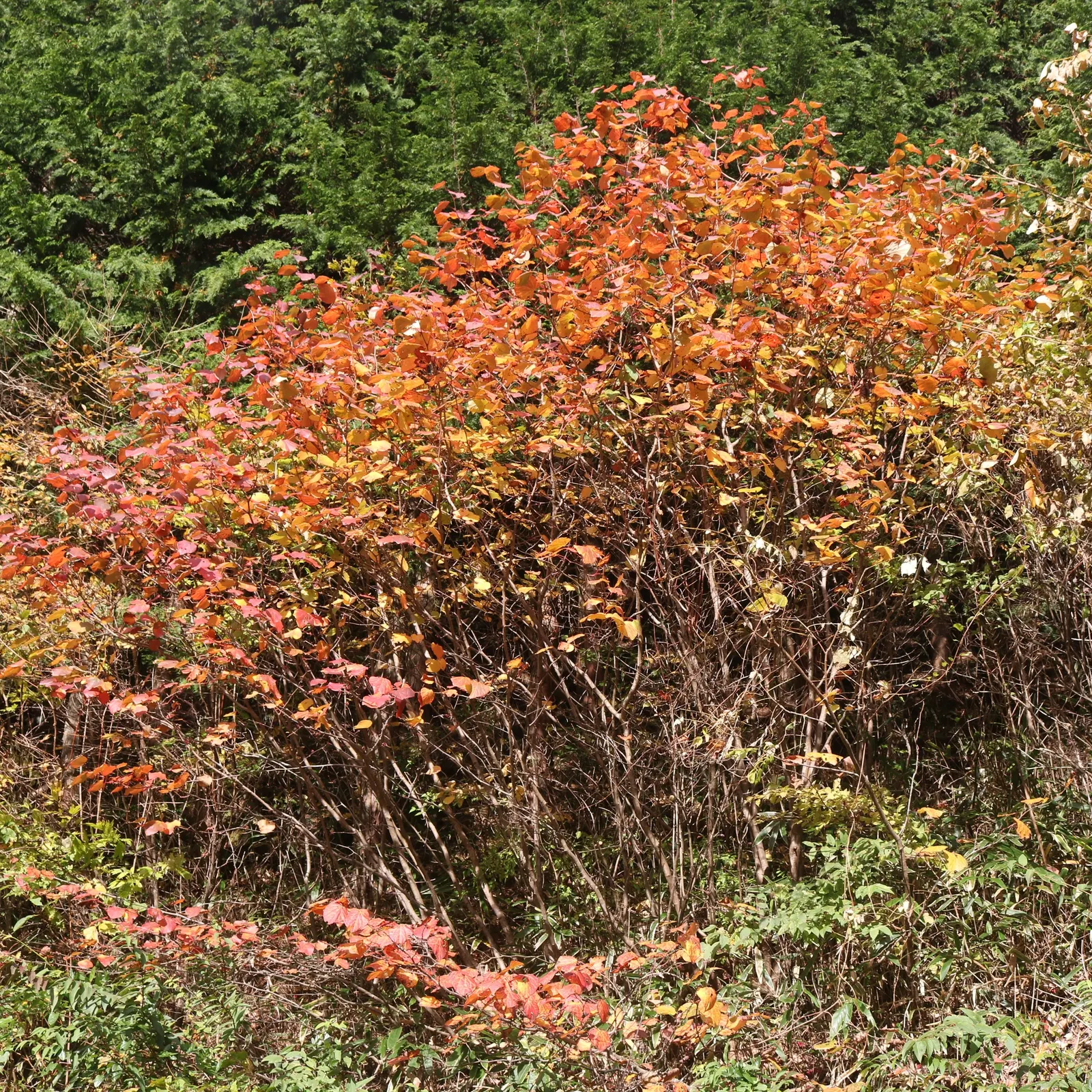 Redbud Hazel (Disanthus Cercidifolius) — shrub for full or half; sure to delight the discerning gardener