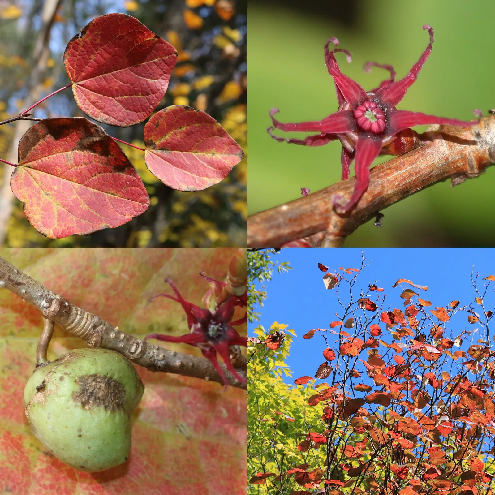 Redbud Hazel (Disanthus Cercidifolius) — yellow flowers in the garden; this underutilized specimen adds a distinctive touch to woodland gardens or mixed borders