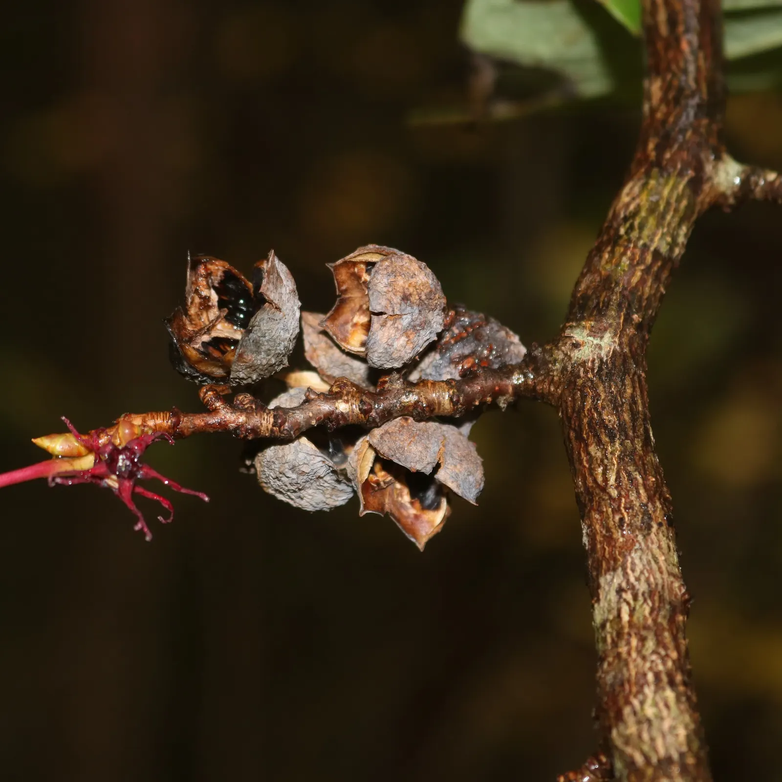 Redbud Hazel (Disanthus Cercidifolius) — Regular watering maintains its health, but once established, it can tolerate occasional dry spells