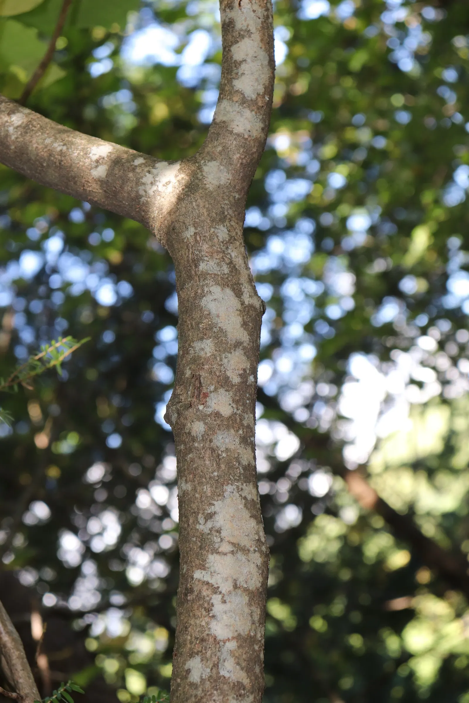 Redbud Hazel (Disanthus Cercidifolius) — is an exquisite deciduous shrub that boasts a broad
