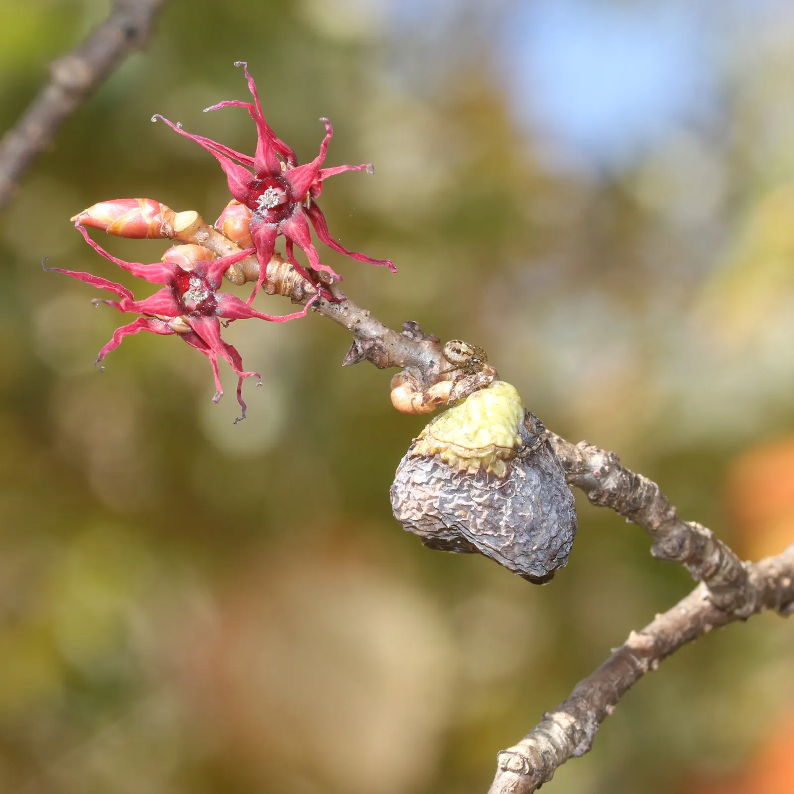 Redbud Hazel (Disanthus Cercidifolius) — sure to delight the discerning gardener; into a landscape will add year-round interest with its captivating seasonal