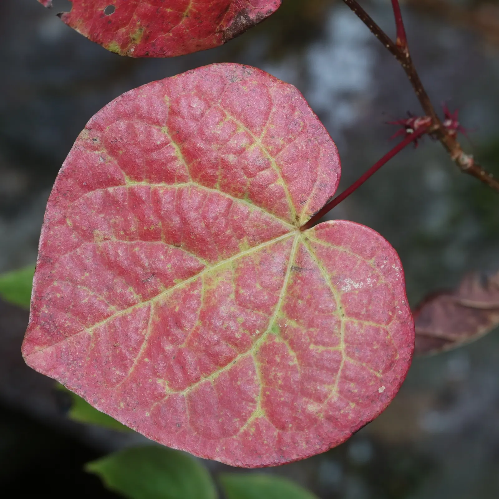 Redbud Hazel (Disanthus Cercidifolius) — Regular watering maintains its health, but once established, it can tolerate occasional dry spells; minimal pruning is
