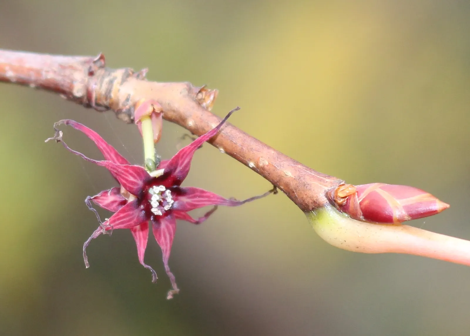 Redbud Hazel (Disanthus Cercidifolius) — It flourishes in partial shade, preferring moist, well-drained soil; commonly referred to as the Redbud, image 41