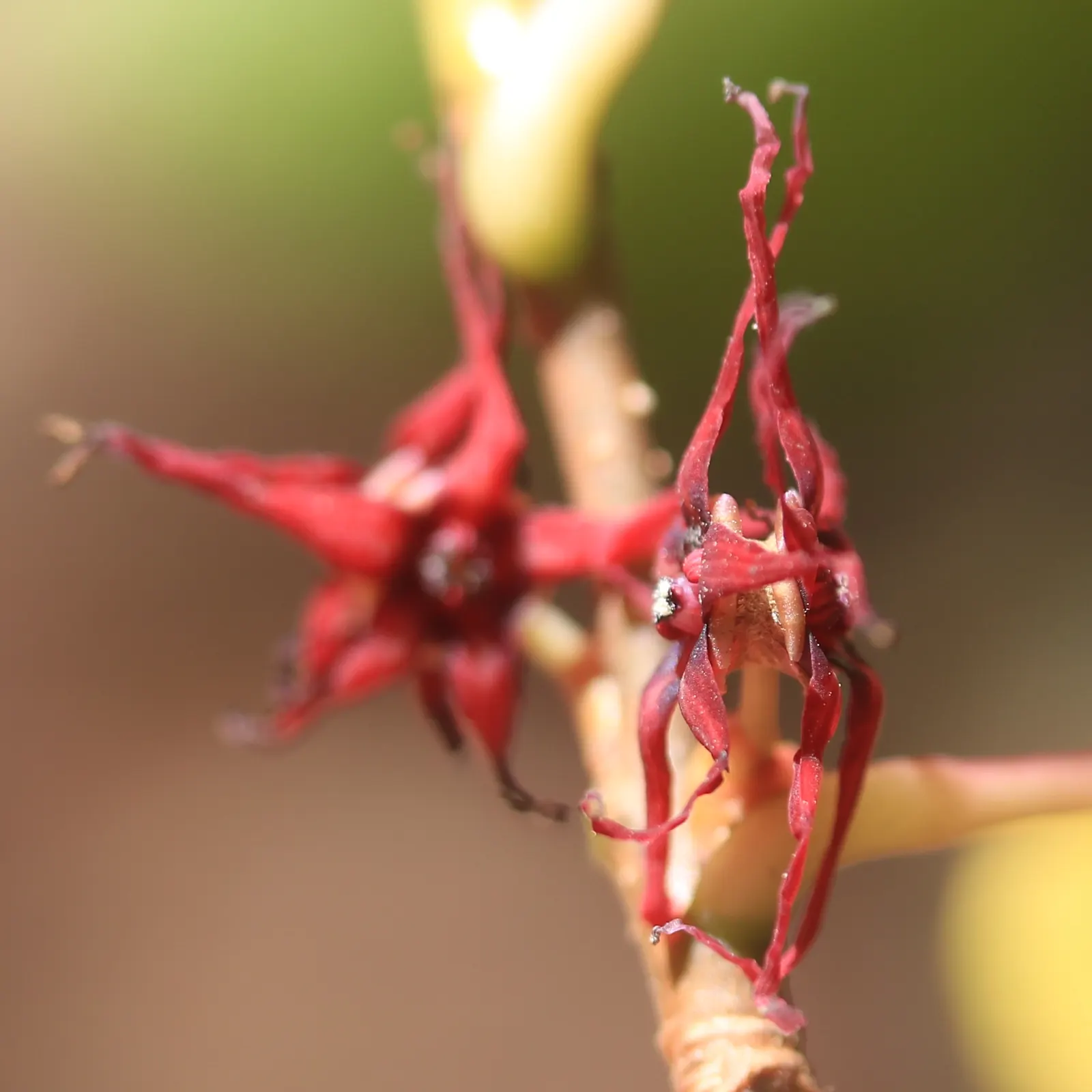 Redbud Hazel (Disanthus Cercidifolius) — Generally, it reaches a mature height of 6 to 10 feet with a similar spread