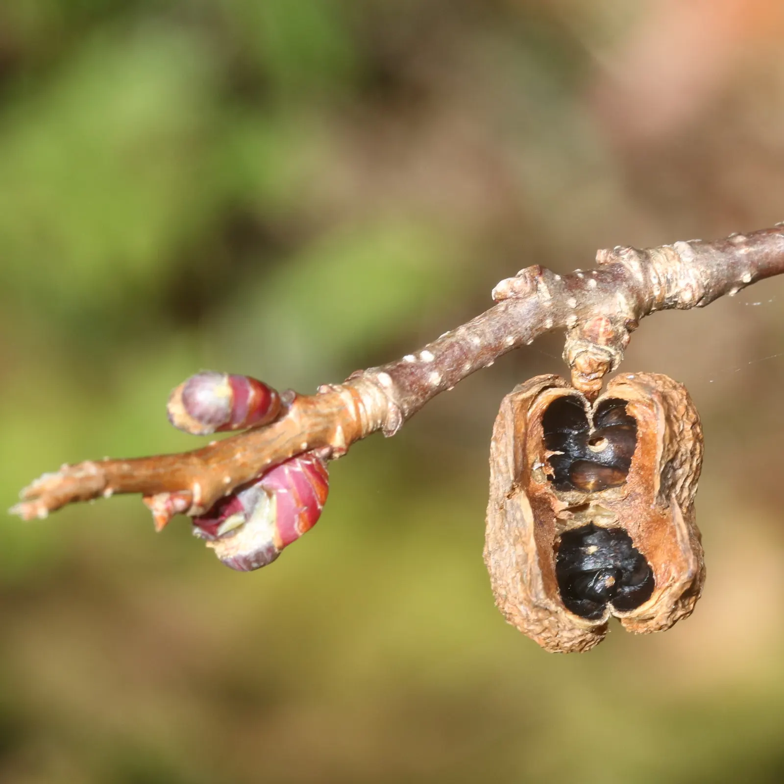 Redbud Hazel (Disanthus Cercidifolius) — sure to delight the discerning gardener