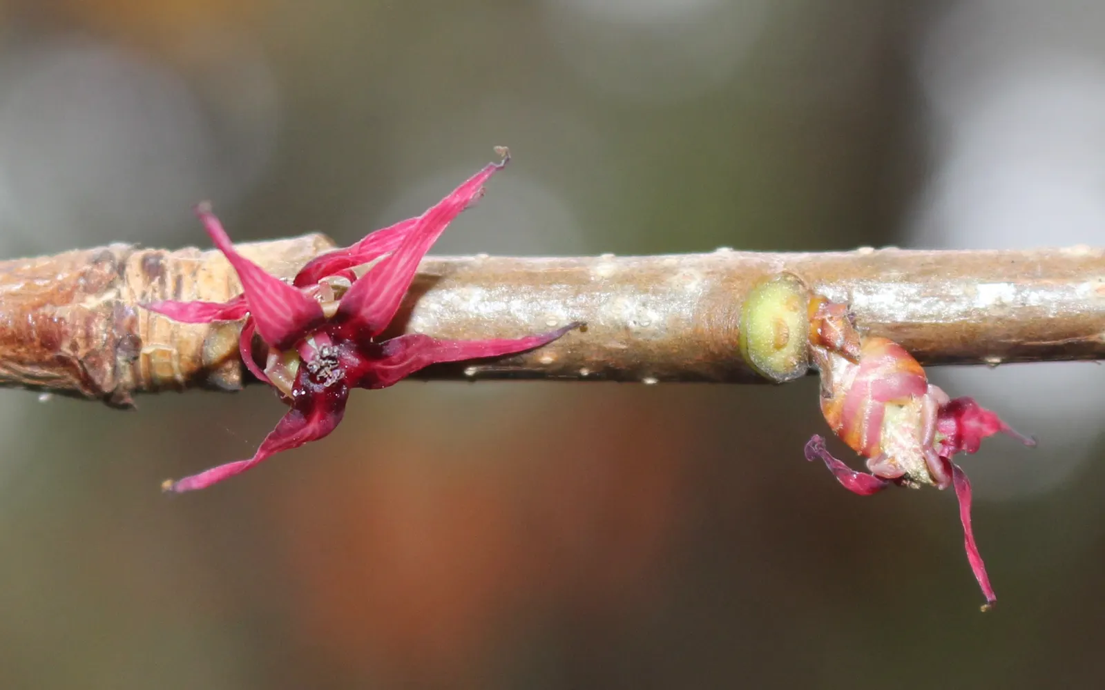 Redbud Hazel (Disanthus Cercidifolius) — yellow flowers in the garden