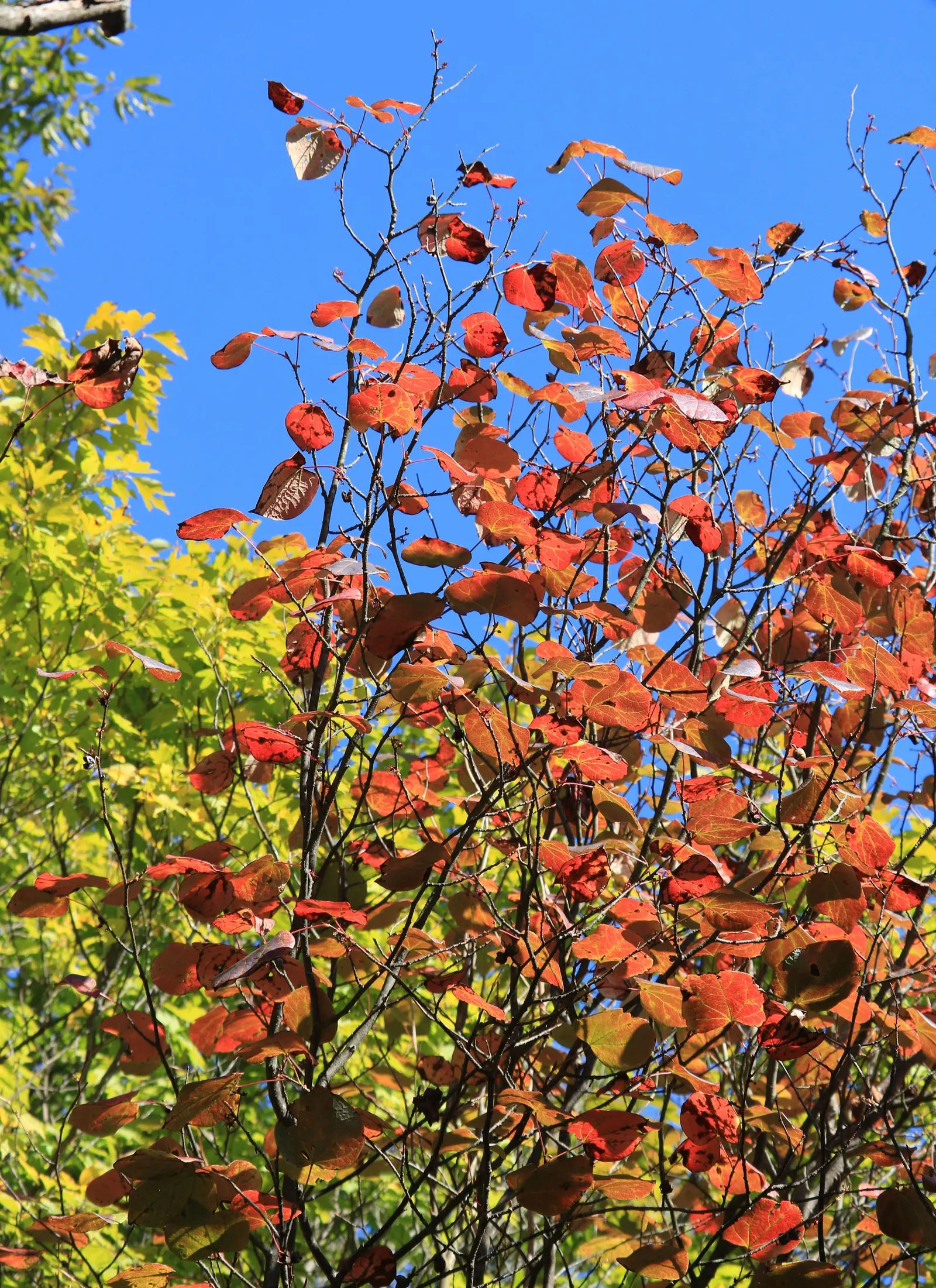Redbud Hazel (Disanthus Cercidifolius) — commonly referred to as the Redbud Hazel