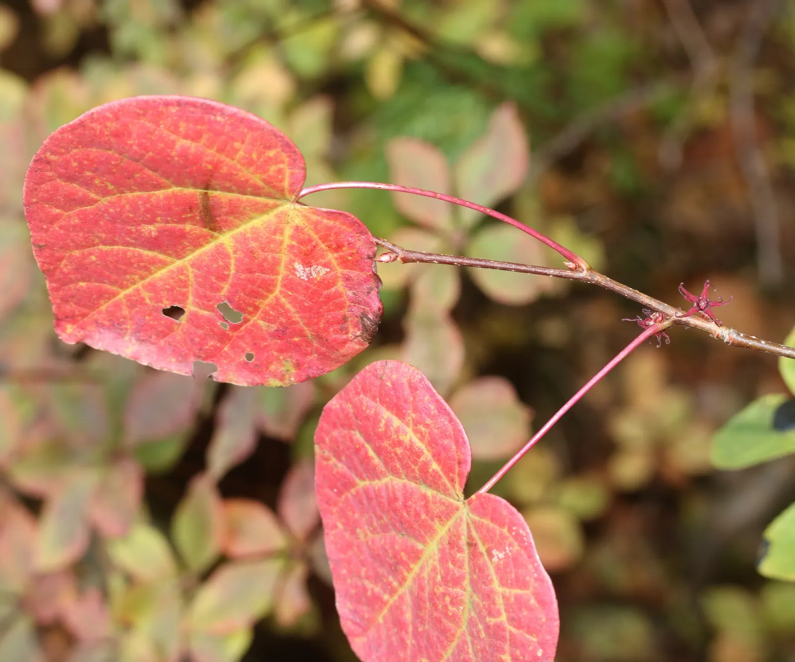 Redbud Hazel (Disanthus Cercidifolius) — is an exquisite deciduous shrub that boasts a broad; contribute to its overall charm