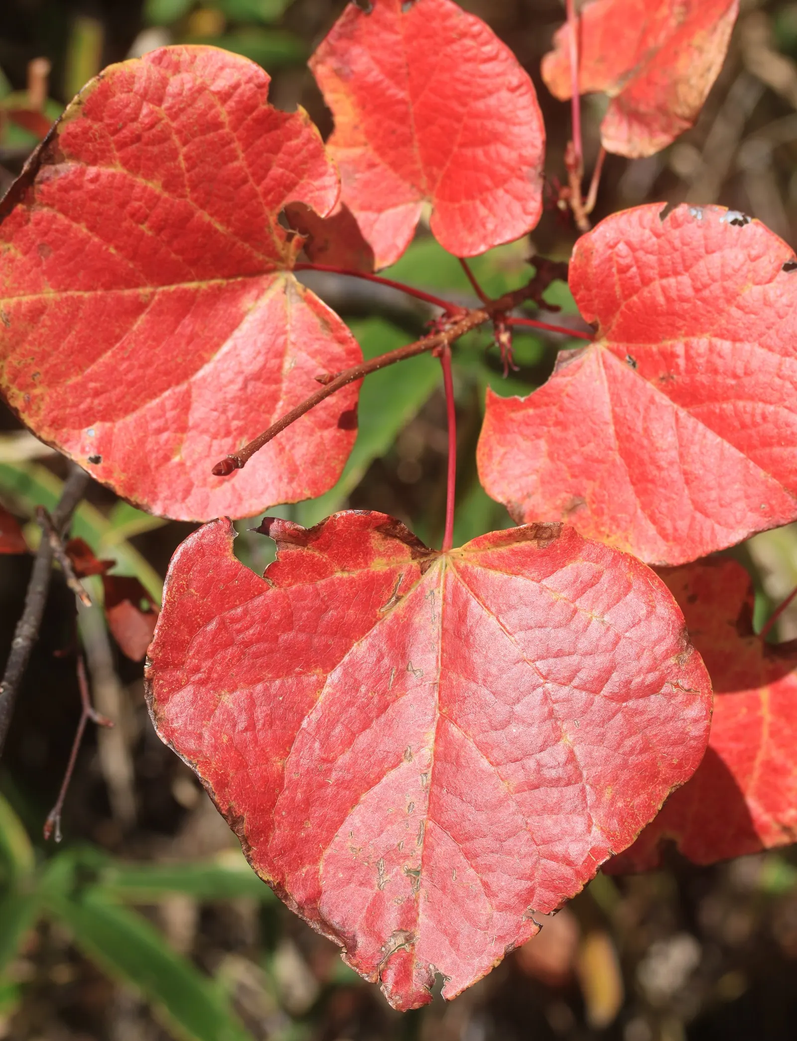 Redbud Hazel (Disanthus Cercidifolius) — transforming into a vibrant tapestry of reds