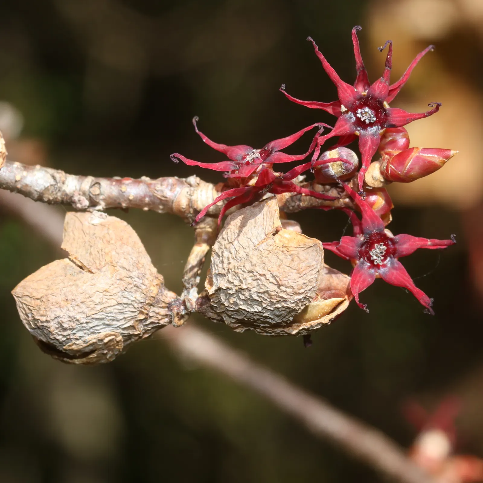 Redbud Hazel (Disanthus Cercidifolius) — Minimal pruning is required; however; generally, it reaches a mature height of 6 to 10 feet with a similar spread