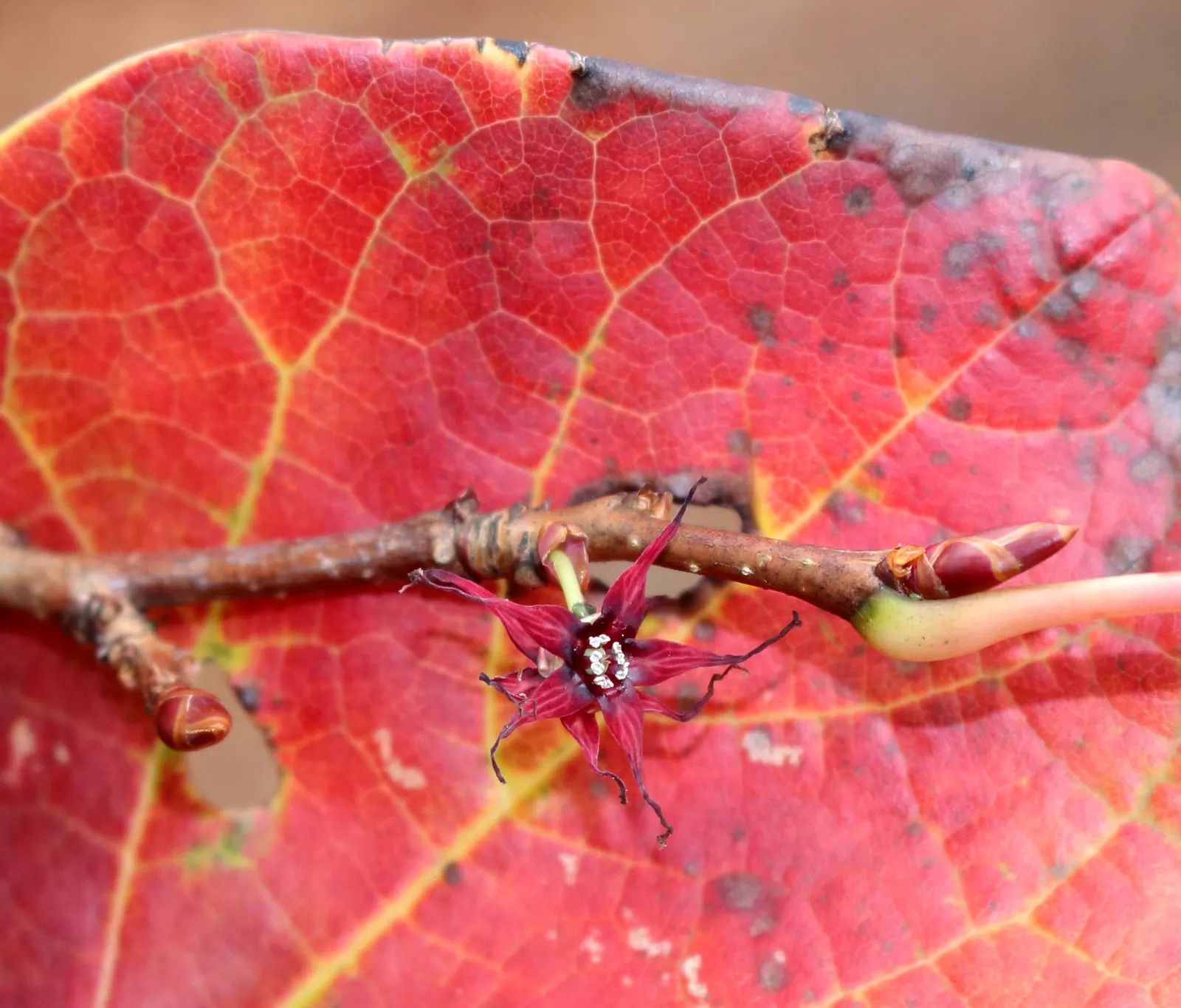 Redbud Hazel (Disanthus Cercidifolius) — Minimal pruning is required; however