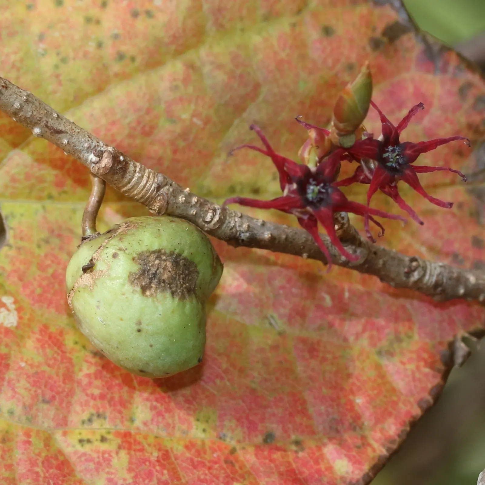 Redbud Hazel (Disanthus Cercidifolius) — Generally, it reaches a mature height of 6 to 10 feet with a similar spread; inconspicuous purplish flowers in the fall