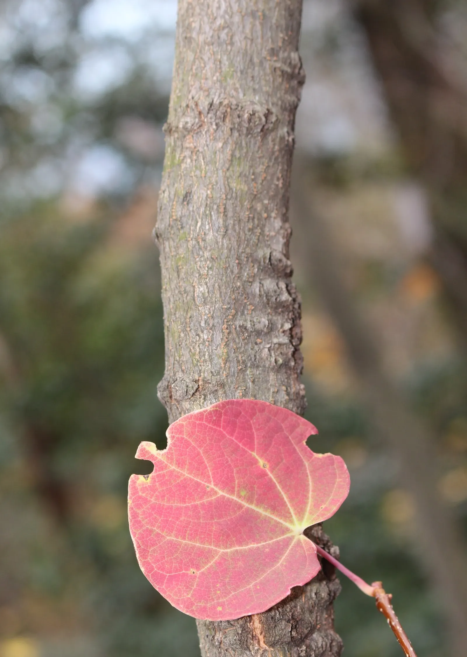 Redbud Hazel (Disanthus Cercidifolius) — It requires well-drained, humus-rich soil with a slightly acidic to neutral pH; the foliage puts on a spectacular show