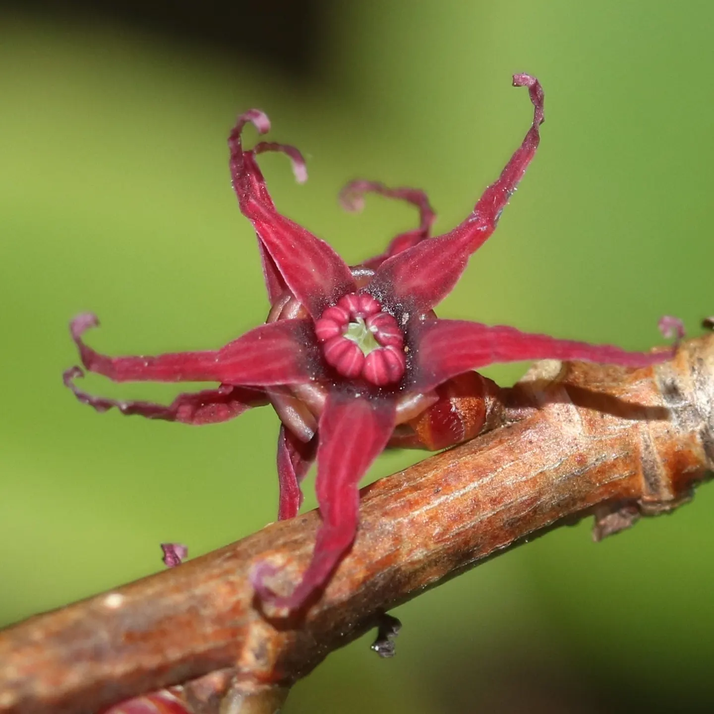 Redbud Hazel (Disanthus Cercidifolius) — contribute to its overall charm; it flourishes in partial shade, preferring moist, well-drained soil