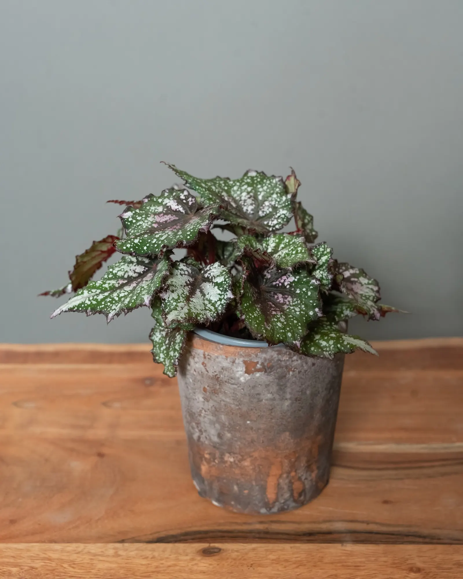 Rex Begonia — African Jungle Rex Begonia