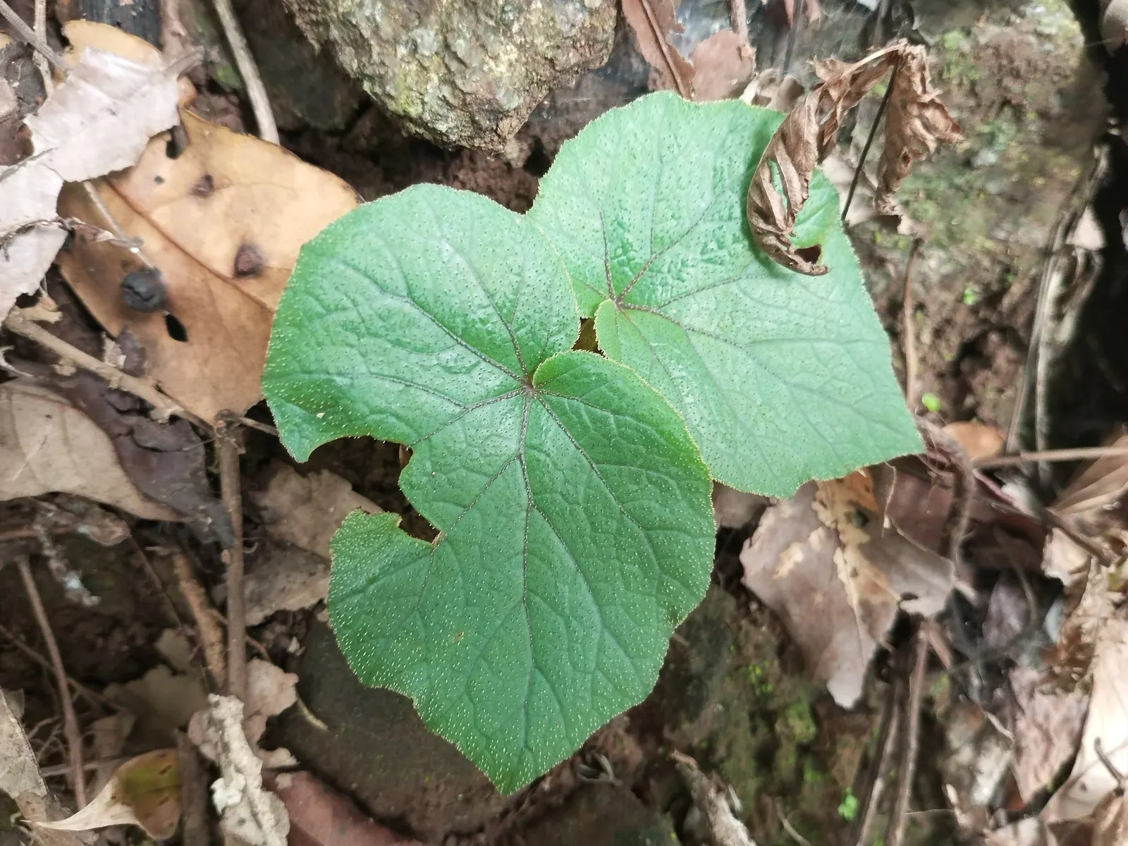 Rex Begonia — asymmetrical leaves in dark green